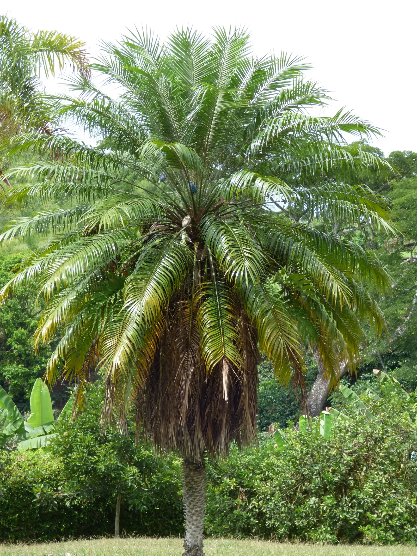 Pygmy Date Palm (Phoenix Roebelenii) — This diminutive palm typically reaches heights of 6 to 10 feet at maturity
