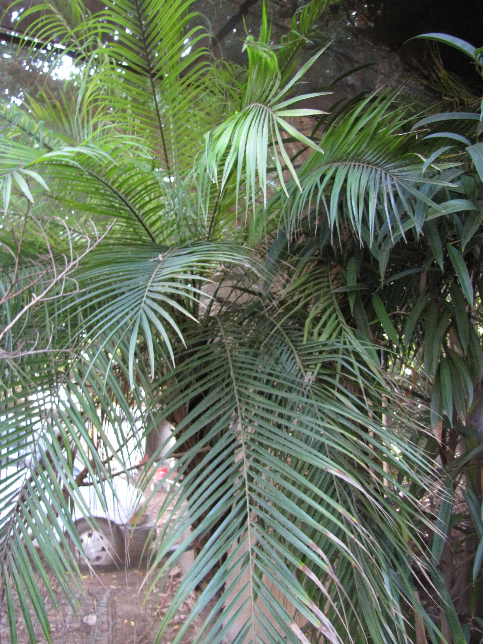 Pygmy Date Palm (Phoenix Roebelenii) — Petite creamy white flowers may emerge in spring
