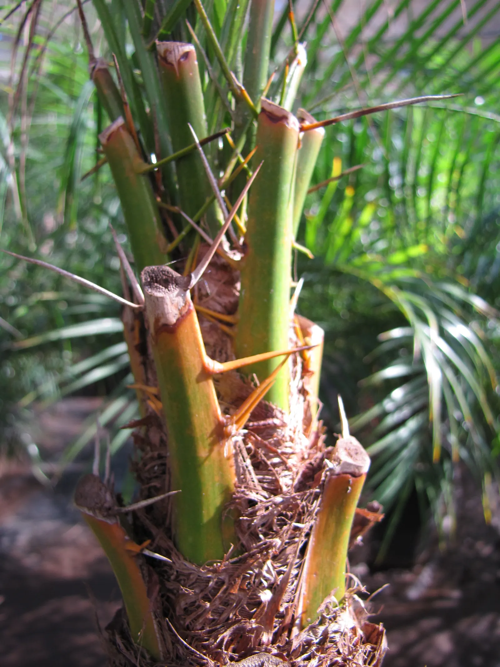 Pygmy Date Palm (Phoenix Roebelenii) — It is relatively low maintenance; its delicate, feathery fronds arch gracefully and it often features a, image 74