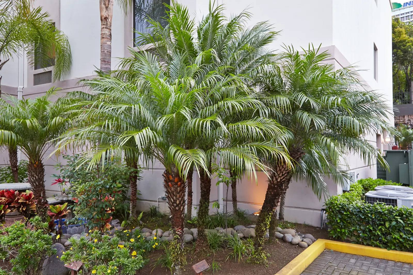 Pygmy Date Palm (Phoenix Roebelenii) — The Pygmy Date Palm (Phoenix roebelenii) is a dwarf palm, reaching heights of 6-10 ft with a spread of 4-5 ft, image 77
