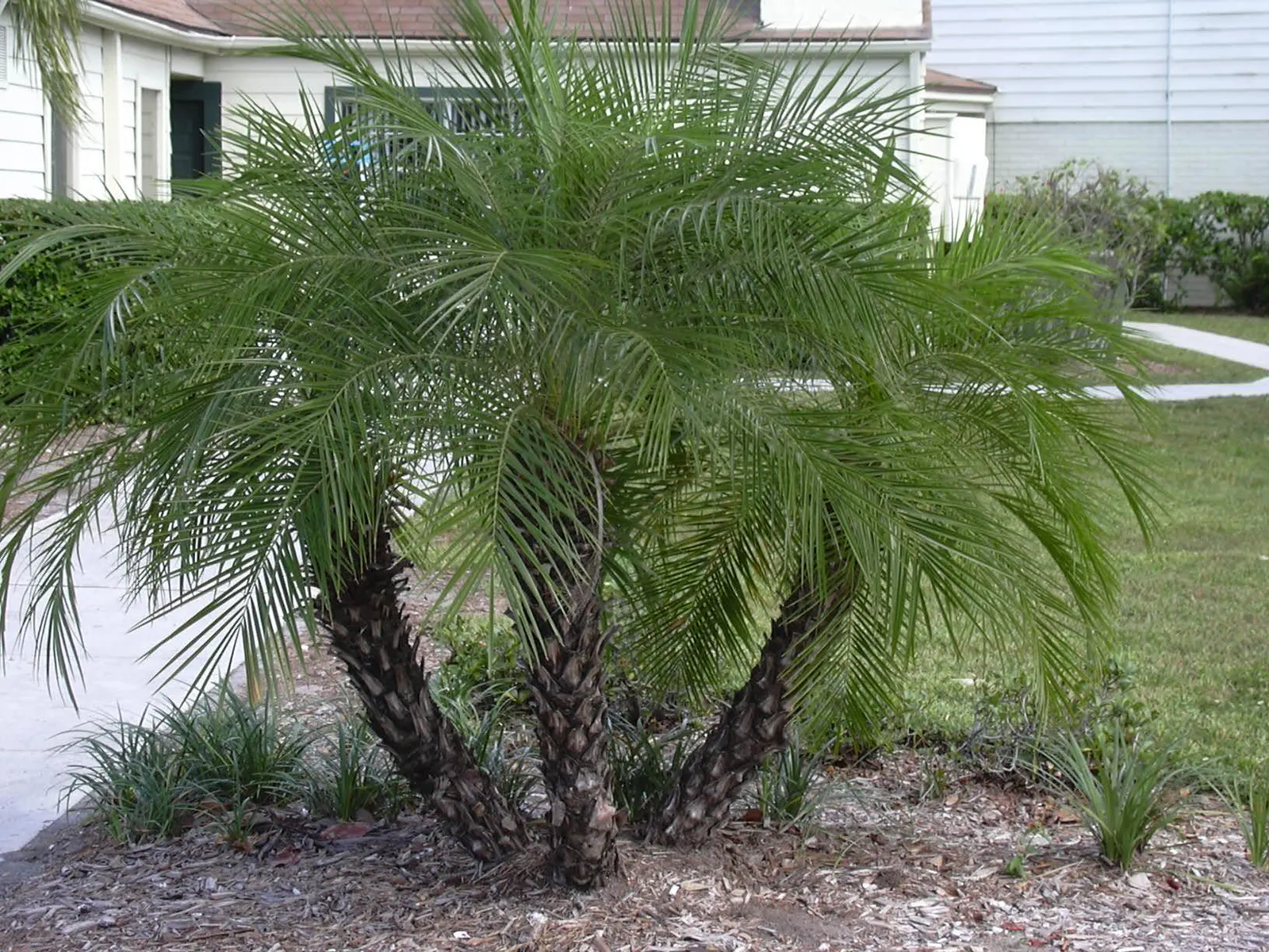 Pygmy Date Palm (Phoenix Roebelenii) — adding a layer of seasonal interest to the palm