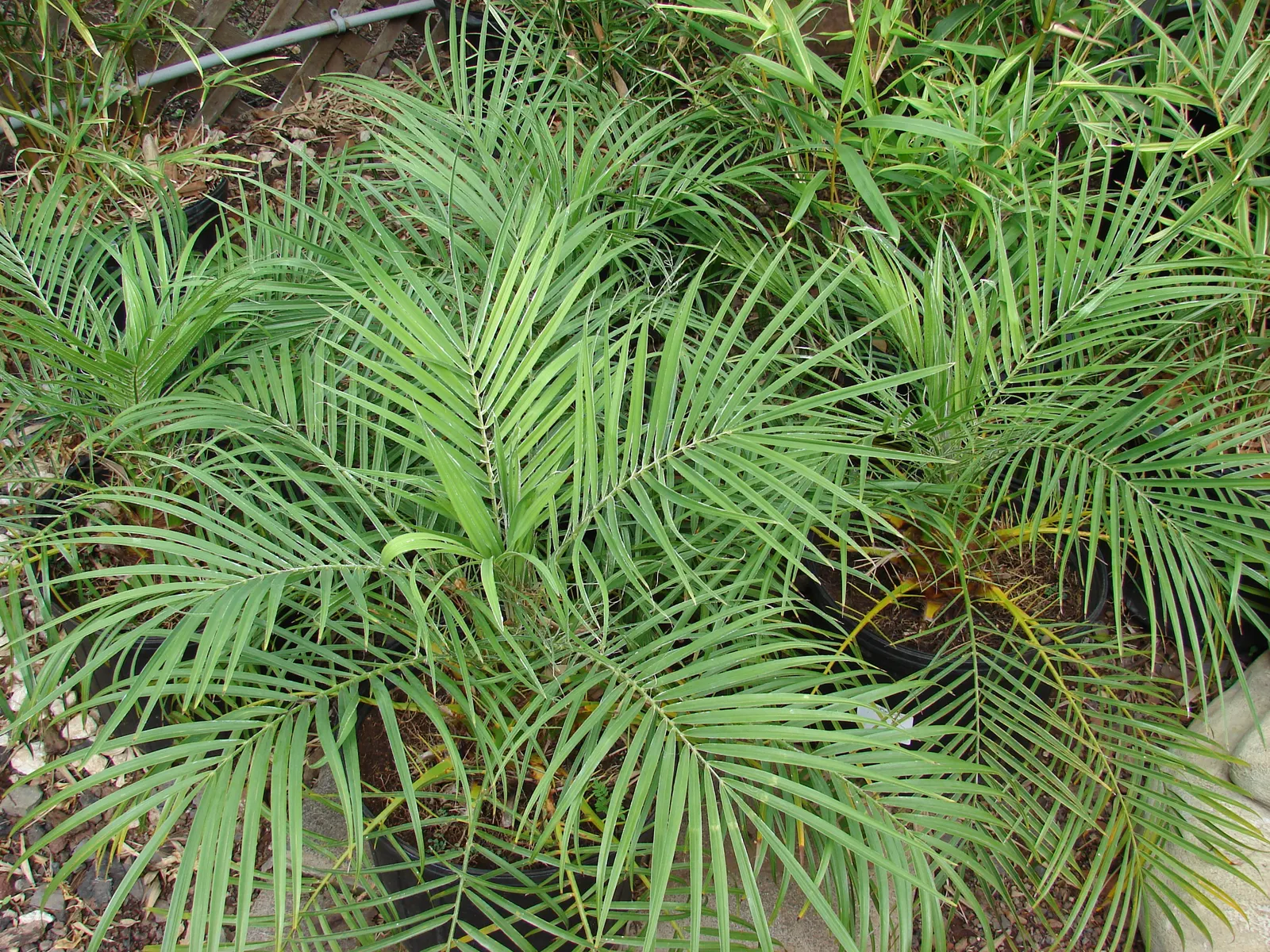 Pygmy Date Palm (Phoenix Roebelenii) — natural sway in accommodating winds