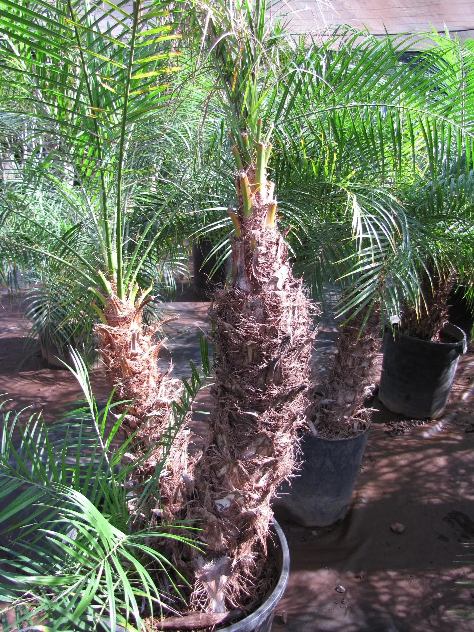 Pygmy Date Palm (Phoenix Roebelenii) — arching fronds can grow up to 3 feet long and are supported by slender; the Pygmy Date Palm thrives in full, image 65
