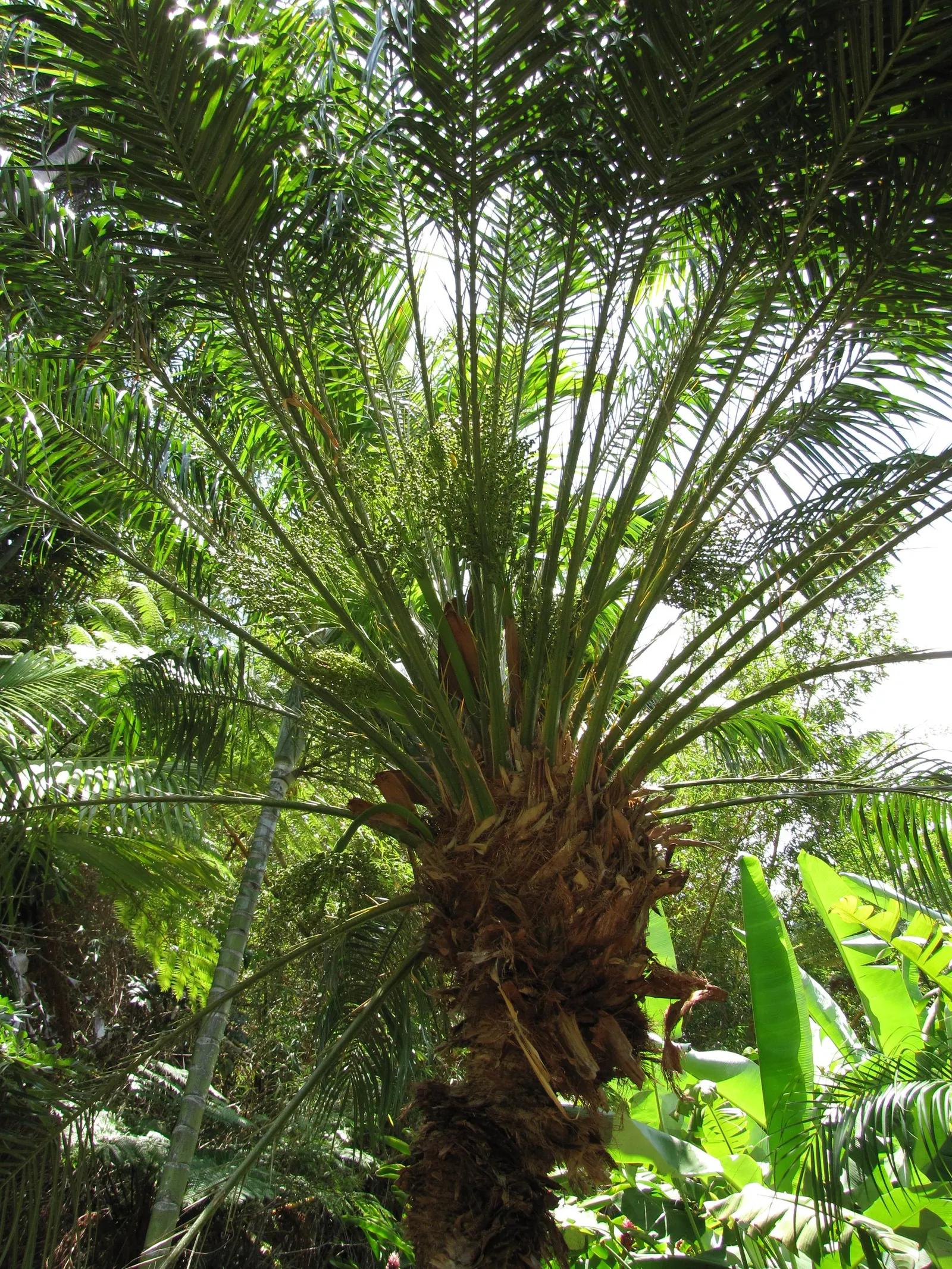 Pygmy Date Palm (Phoenix Roebelenii) — Once established, it's drought-tolerant but does best with regular watering during extended dry periods; albeit mostly