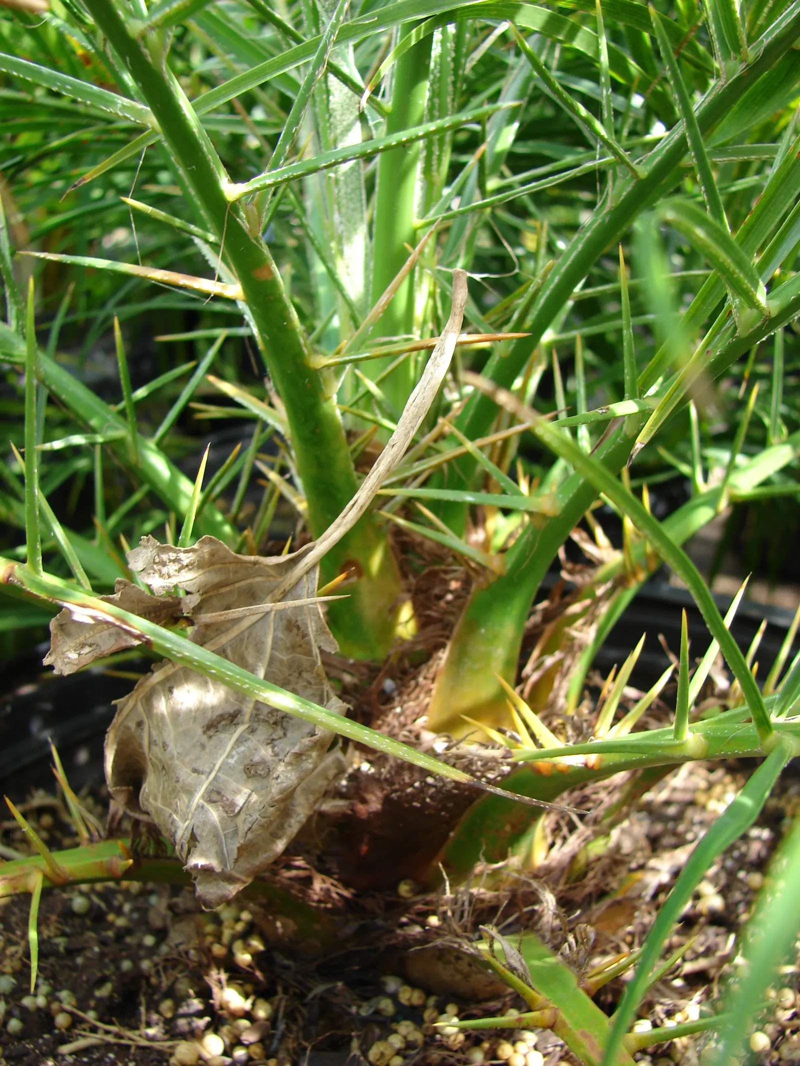 Pygmy Date Palm (Phoenix Roebelenii) — the Pygmy Date Palm thrives in full sun to partial shade and prefers well-draining soil; with a spread of 4, image 91
