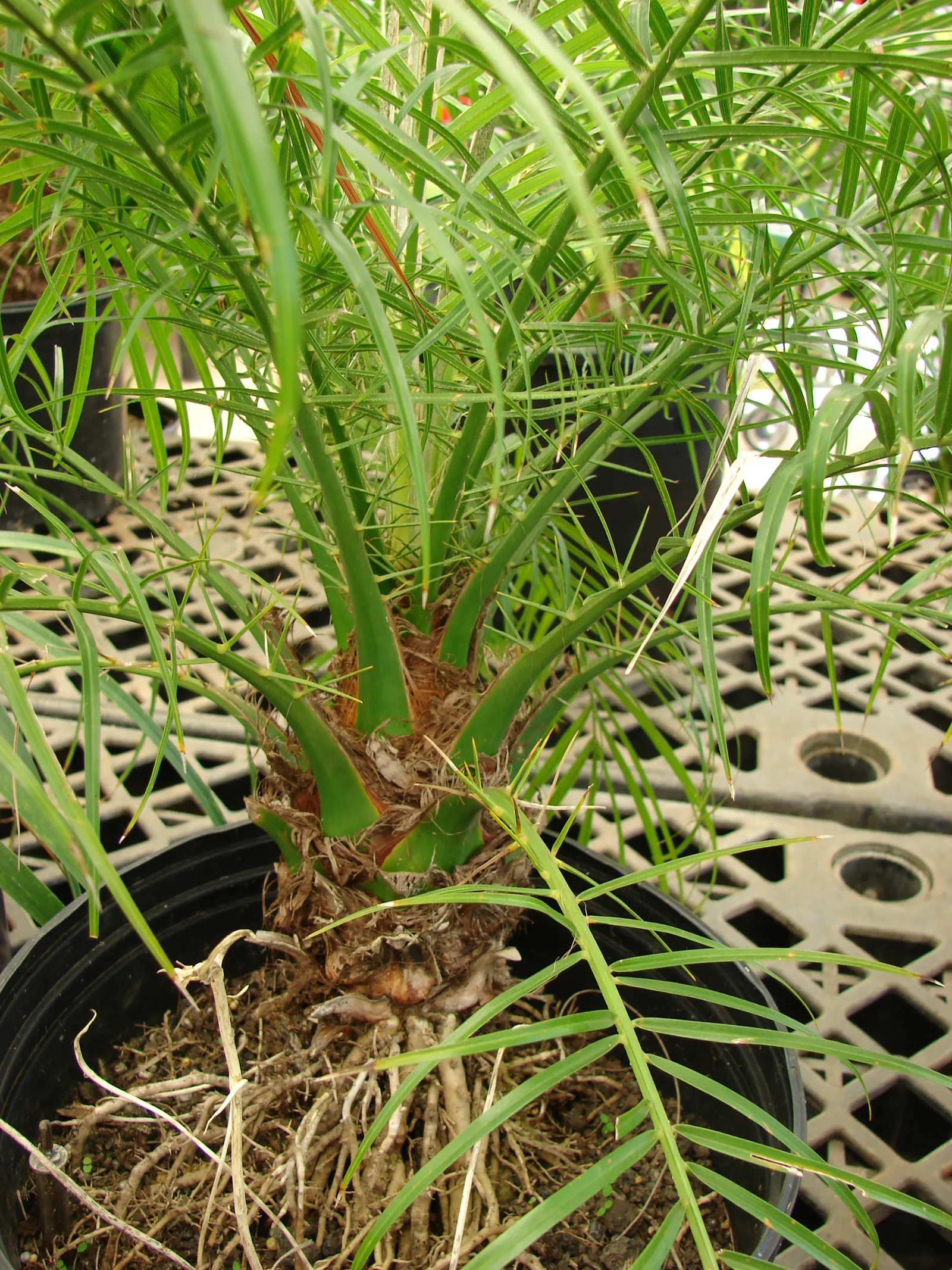 Pygmy Date Palm (Phoenix Roebelenii) — adding a layer of seasonal interest to the palm; occasionally followed by tiny dates, image 51