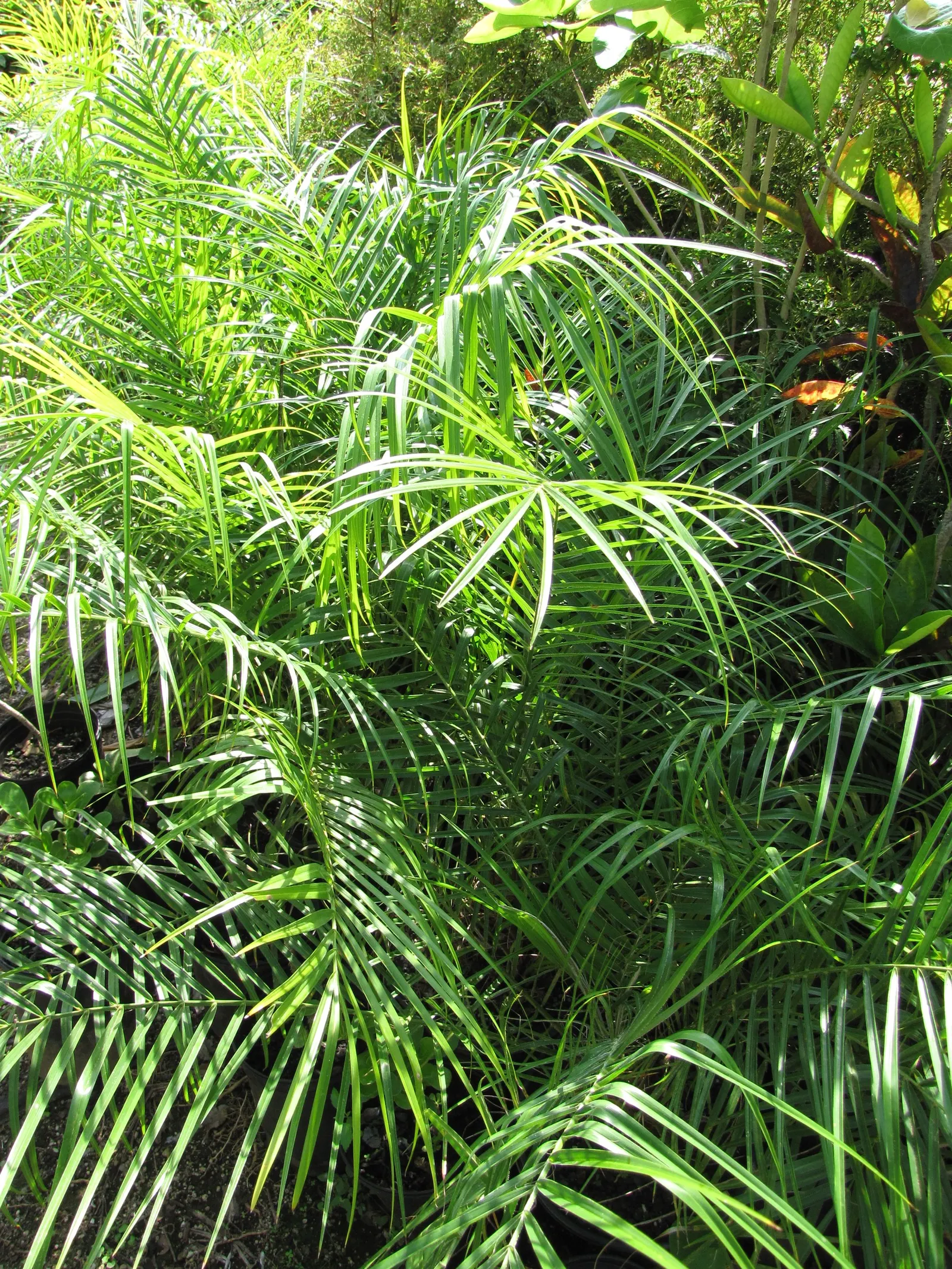 Pygmy Date Palm (Phoenix Roebelenii) — palm for half or shade