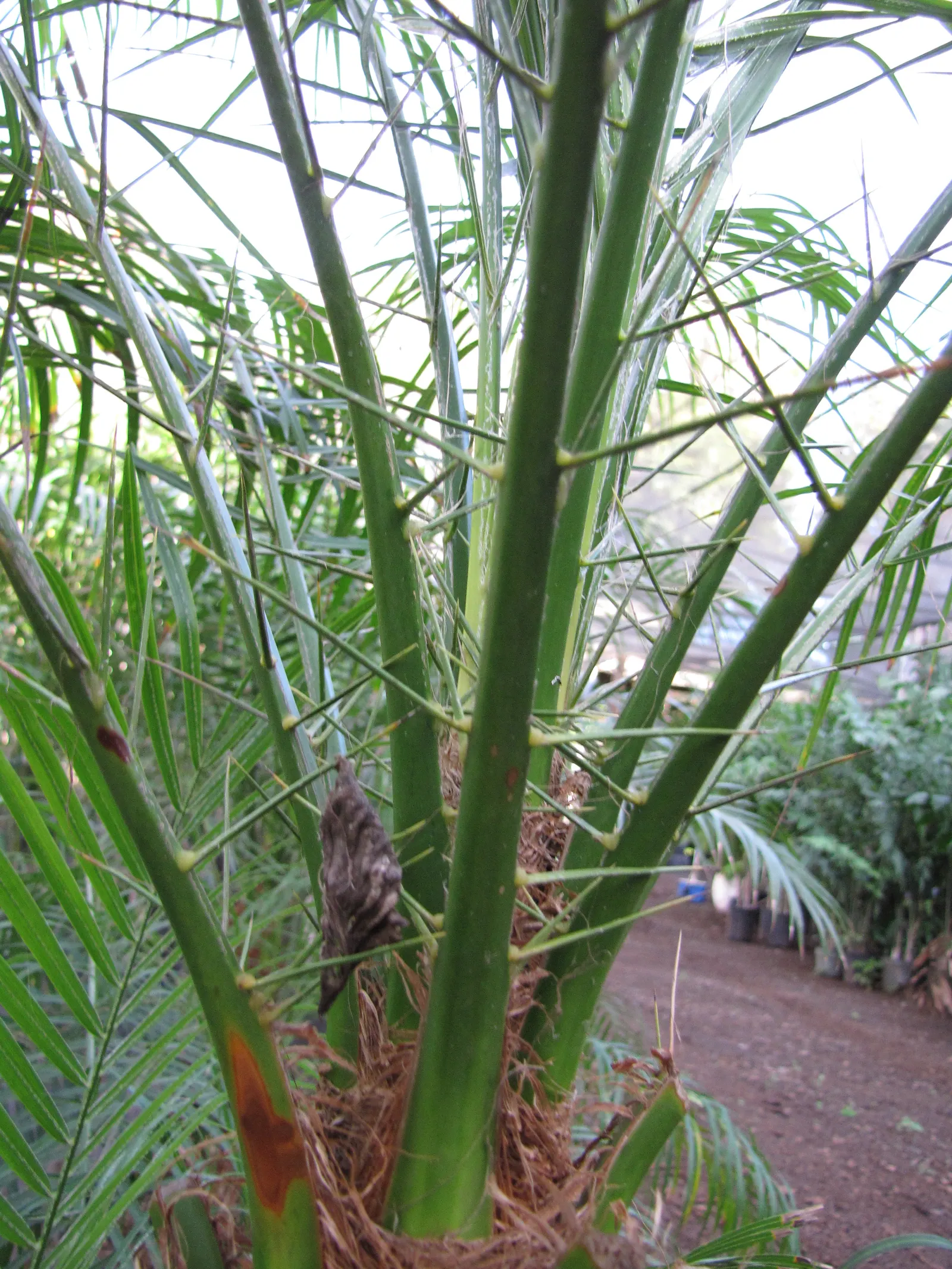 Pygmy Date Palm (Phoenix Roebelenii) — Its delicate, feathery fronds arch gracefully and it often features a slender, single trunk; petite creamy, image 78