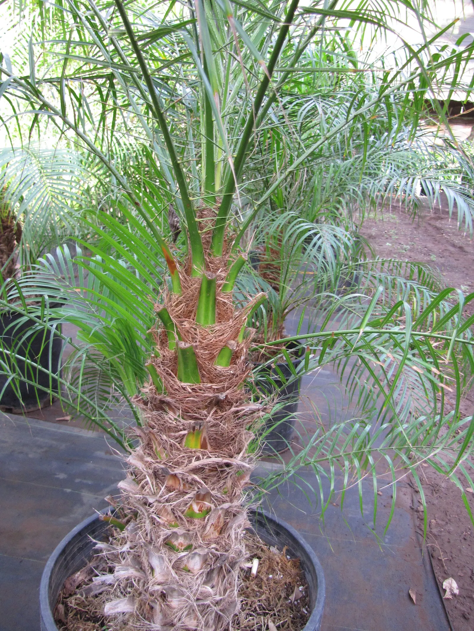 Pygmy Date Palm (Phoenix Roebelenii) — adding a layer of seasonal interest to the palm; occasionally followed by tiny dates, image 70