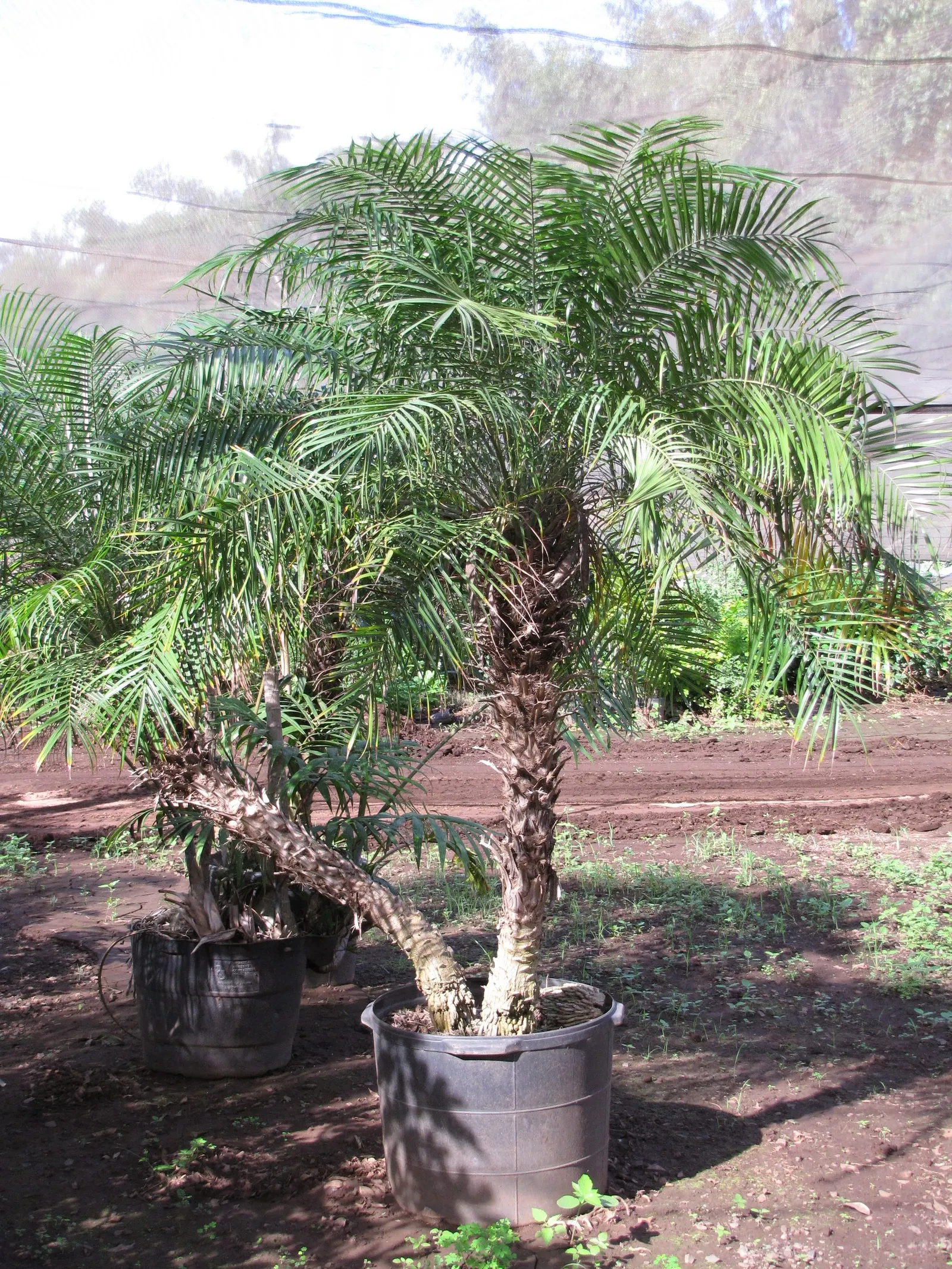 Pygmy Date Palm (Phoenix Roebelenii) — albeit mostly ornamental in this variety.<br><br>Suitable for USDA hardiness zones 9 to 11