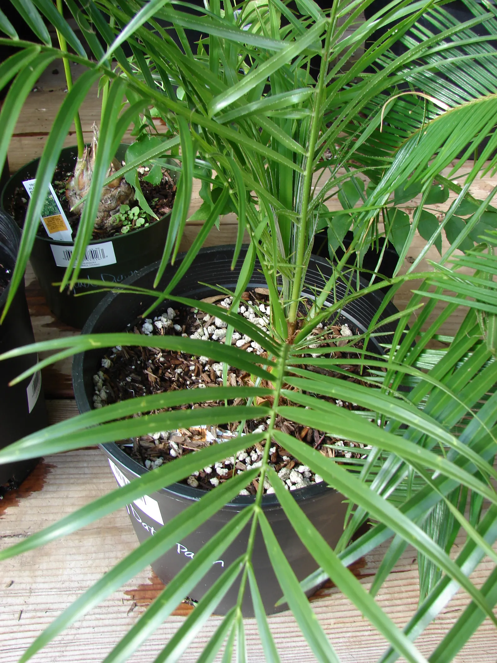 Pygmy Date Palm (Phoenix Roebelenii) — It is relatively low maintenance; its delicate, feathery fronds arch gracefully and it often features a slender, single