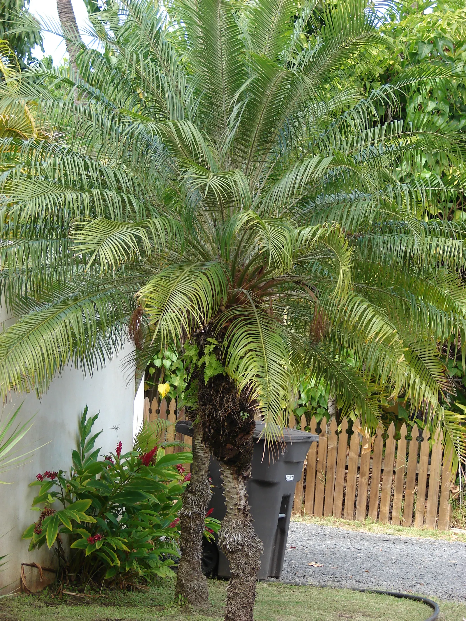 Pygmy Date Palm (Phoenix Roebelenii) — This diminutive palm typically reaches heights of 6 to 10 feet at maturity; the Pygmy Date Palm (Phoenix roebelenii) is