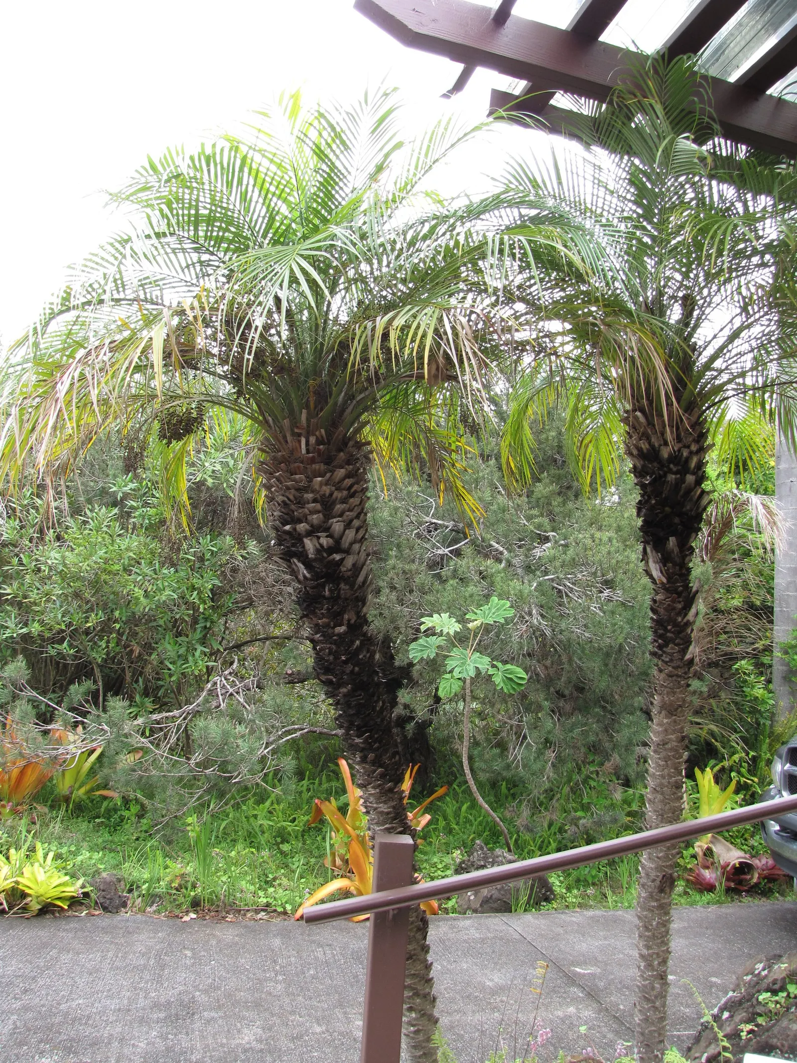 Pygmy Date Palm (Phoenix Roebelenii) — Once established, it's drought-tolerant but does best with regular watering during extended dry periods, image 73