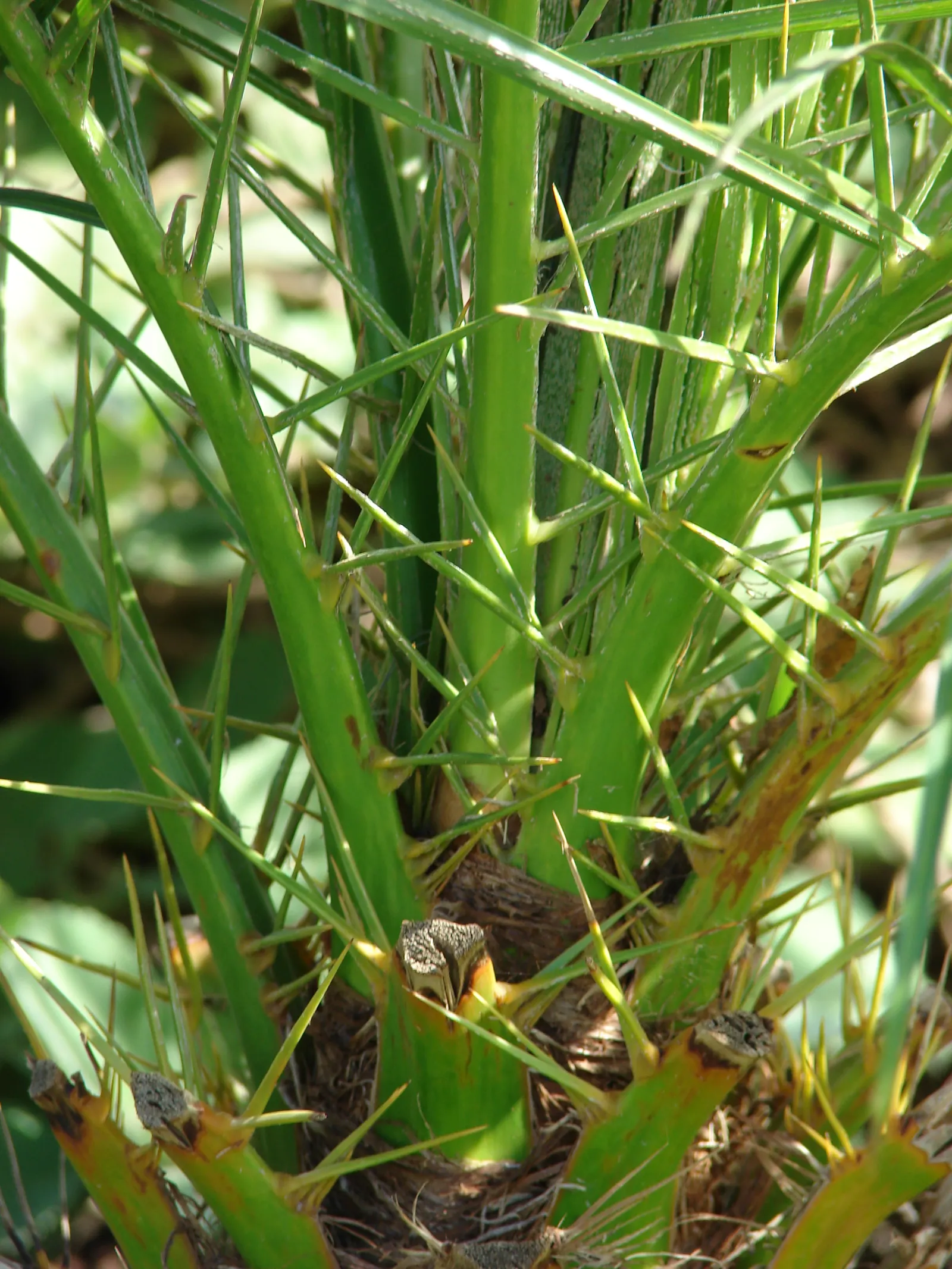 Pygmy Date Palm (Phoenix Roebelenii) — highly sought-after for its aesthetic appeal and adaptability in landscaping designs; adding a layer of, image 62