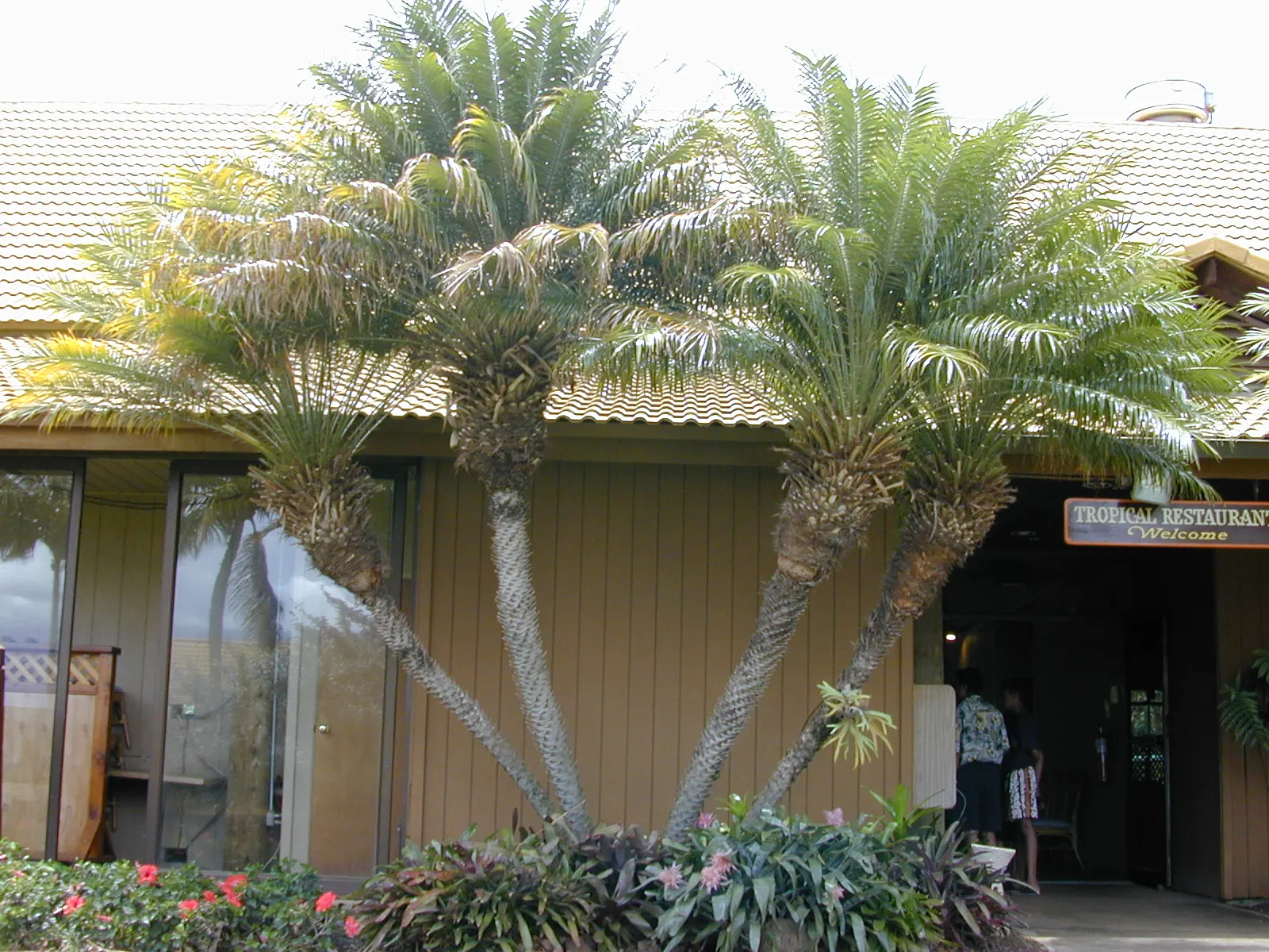 Pygmy Date Palm (Phoenix Roebelenii) — Its delicate, feathery fronds arch gracefully and it often features a slender, single trunk; petite creamy white flowers