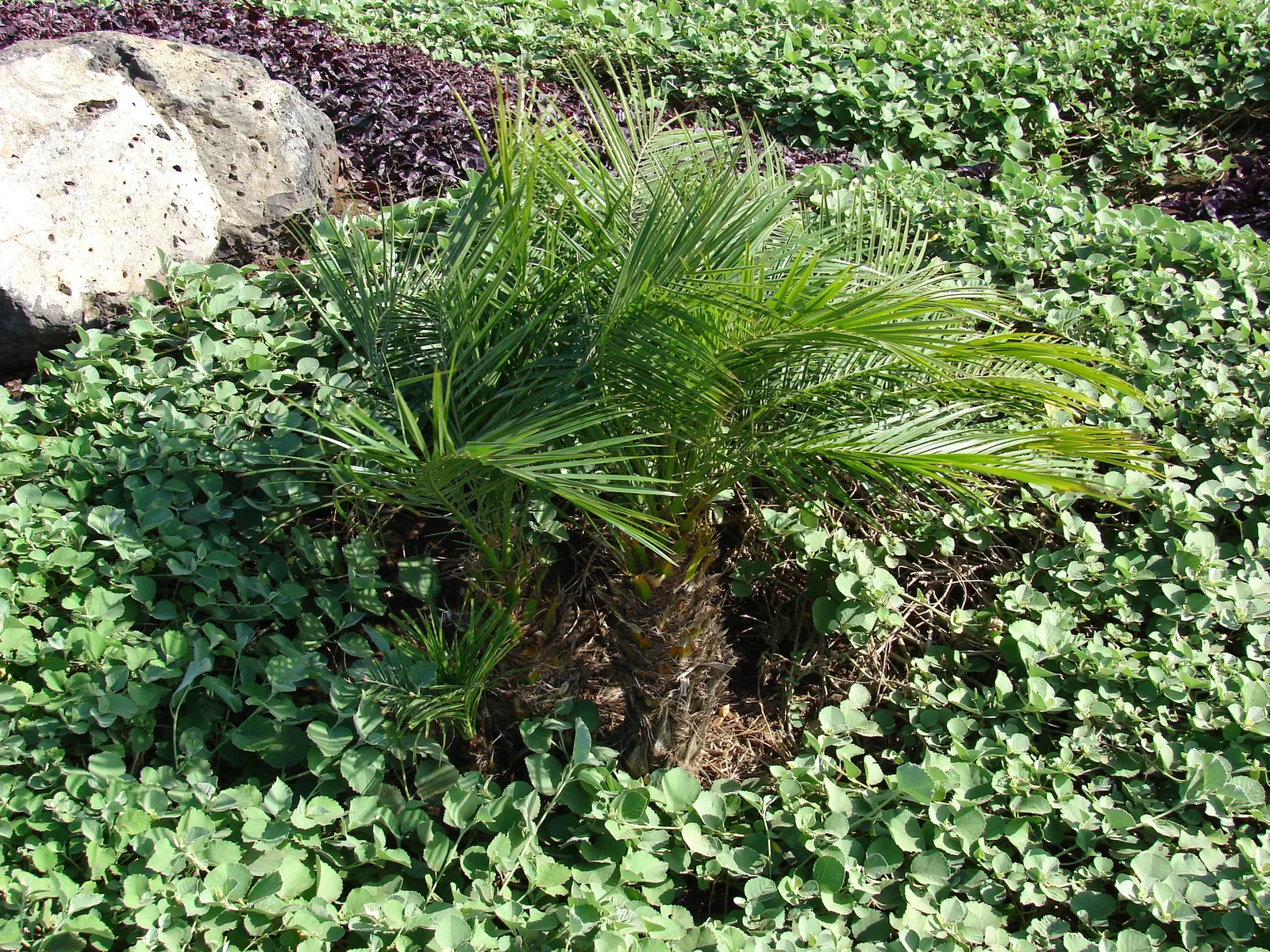 Pygmy Date Palm (Phoenix Roebelenii) — natural sway in accommodating winds, image 86