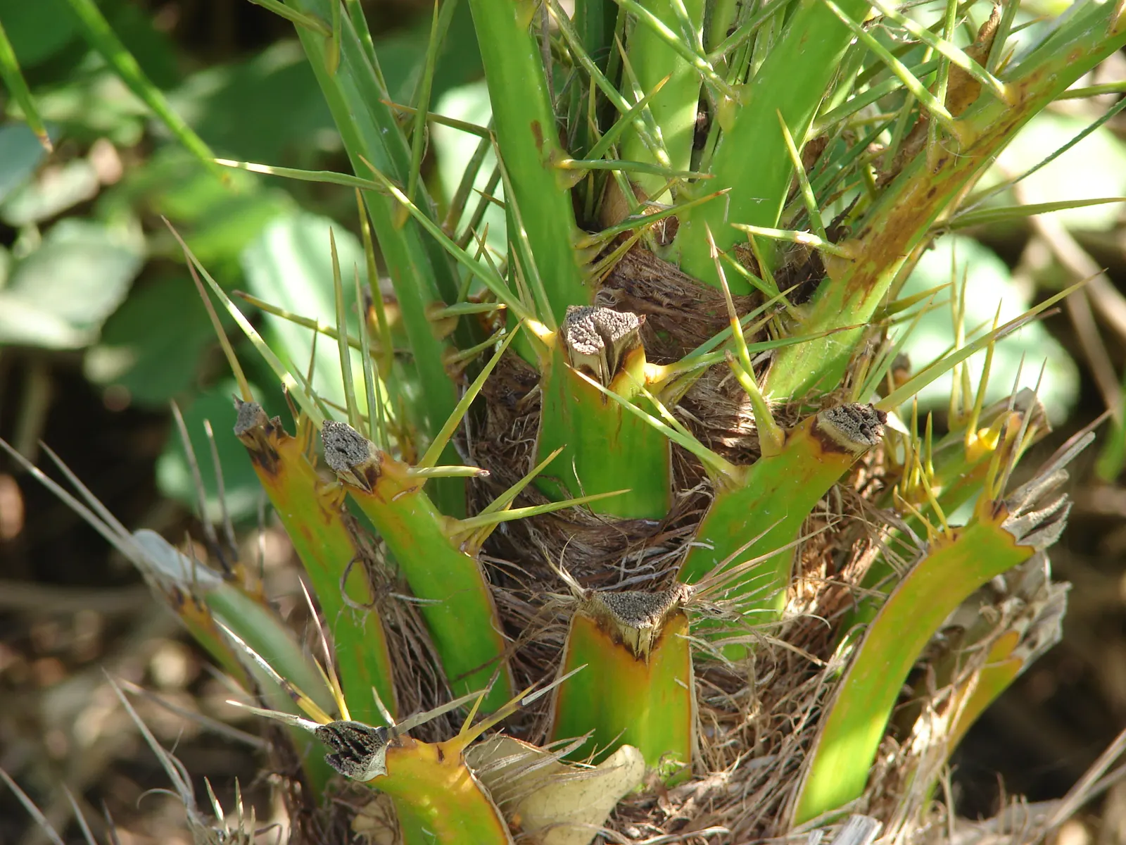 Pygmy Date Palm (Phoenix Roebelenii) — arching fronds can grow up to 3 feet long and are supported by slender; the Pygmy Date Palm thrives in full sun to