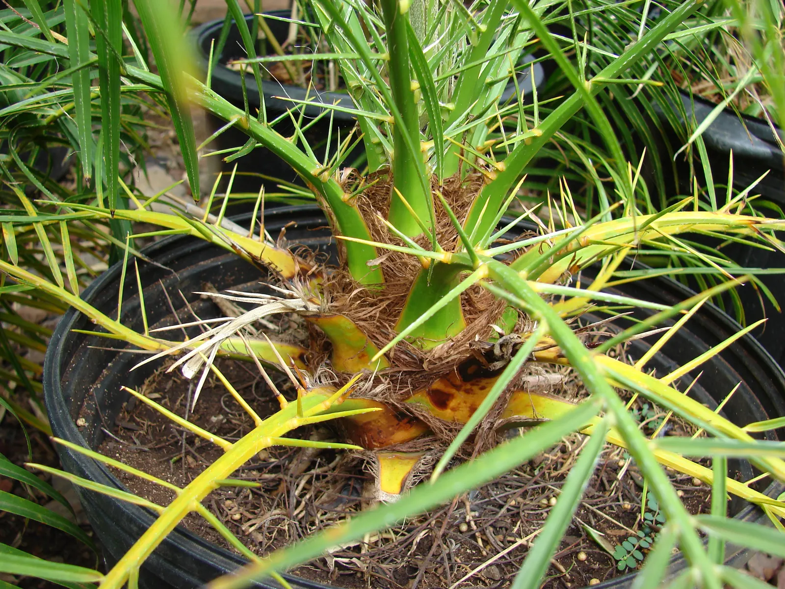 Pygmy Date Palm (Phoenix Roebelenii) — It is relatively low maintenance; its delicate, feathery fronds arch gracefully and it often features a, image 55