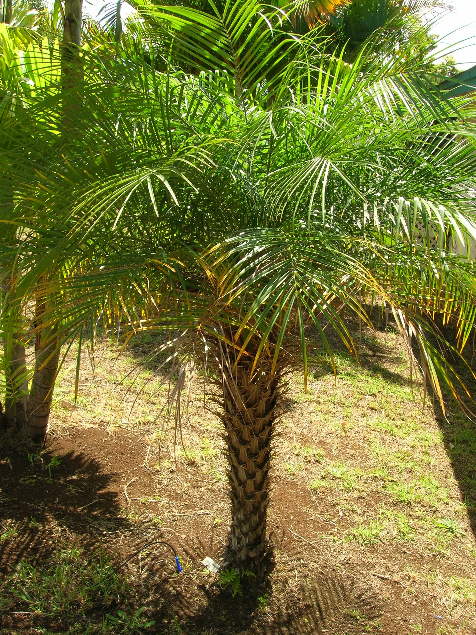 Pygmy Date Palm (Phoenix Roebelenii) — Once established, it's drought-tolerant but does best with regular watering during extended dry periods, image 92