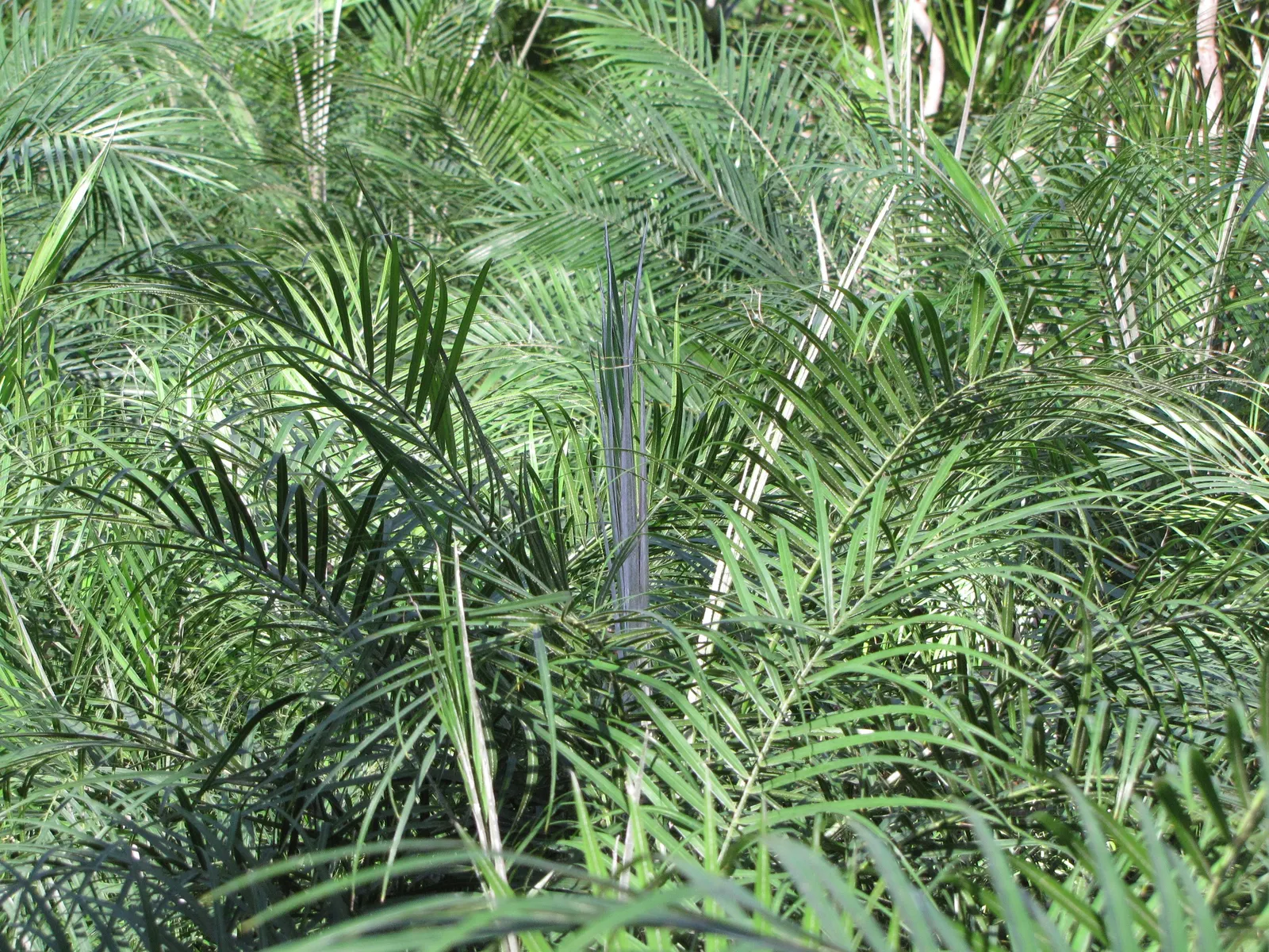 Pygmy Date Palm (Phoenix Roebelenii) — with a spread of 4 to 5 feet; arching fronds can grow up to 3 feet long and are supported by slender, image 83