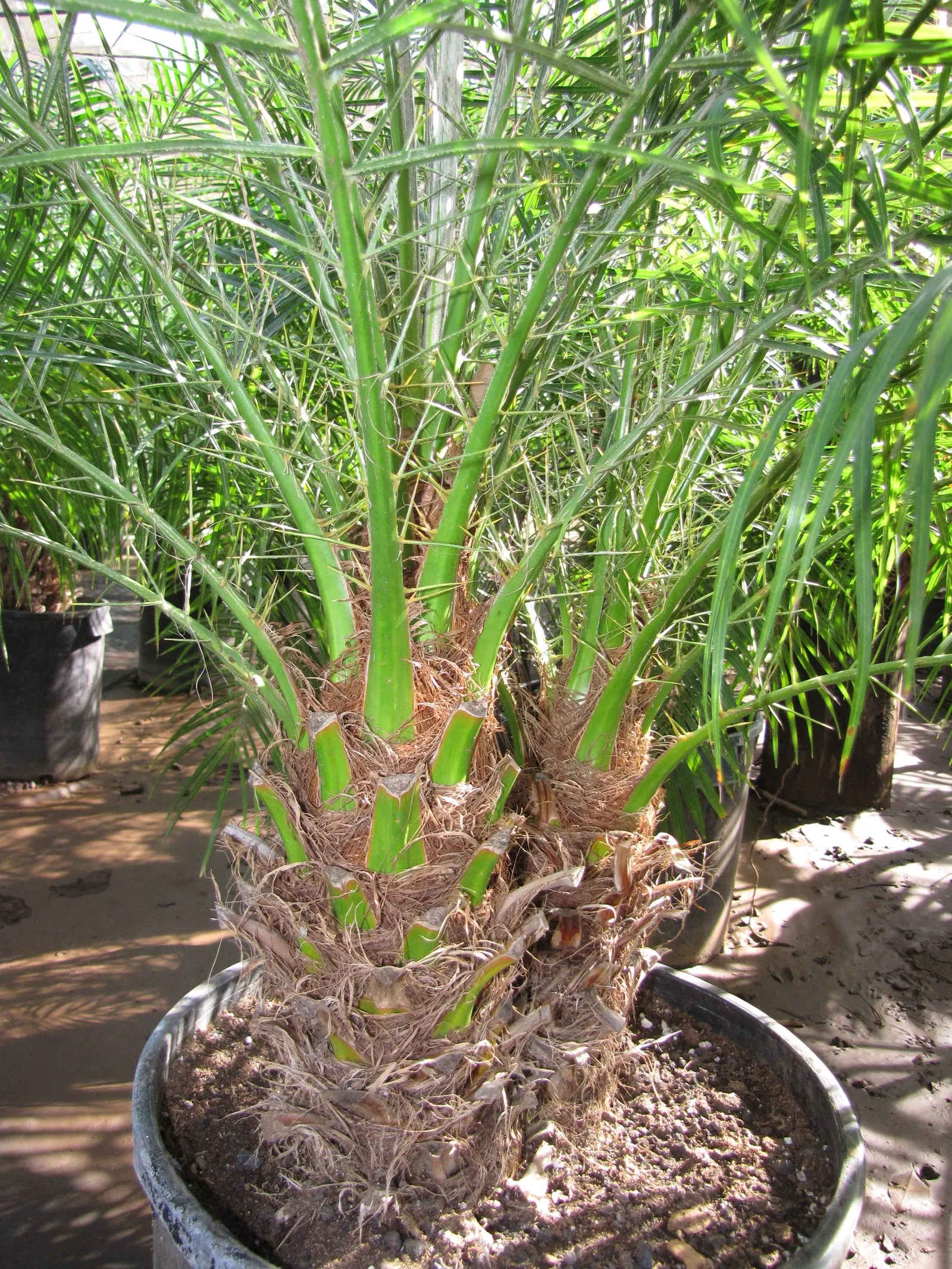 Pygmy Date Palm (Phoenix Roebelenii) — Its delicate, feathery fronds arch gracefully and it often features a slender, single trunk; petite creamy, image 59