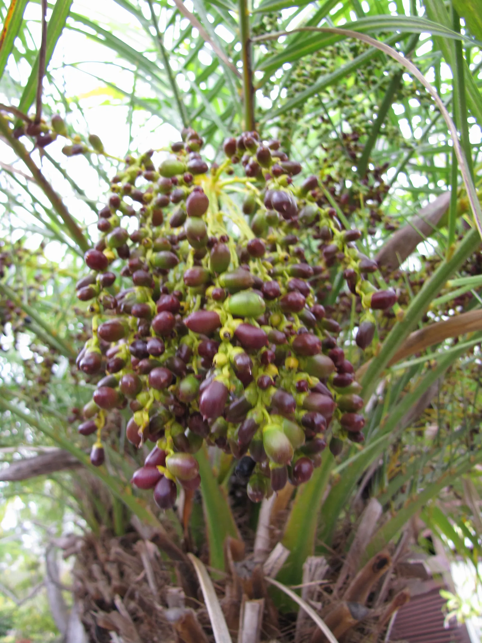 Pygmy Date Palm (Phoenix Roebelenii) — occasionally followed by tiny dates; highly sought-after for its aesthetic appeal and adaptability in, image 69