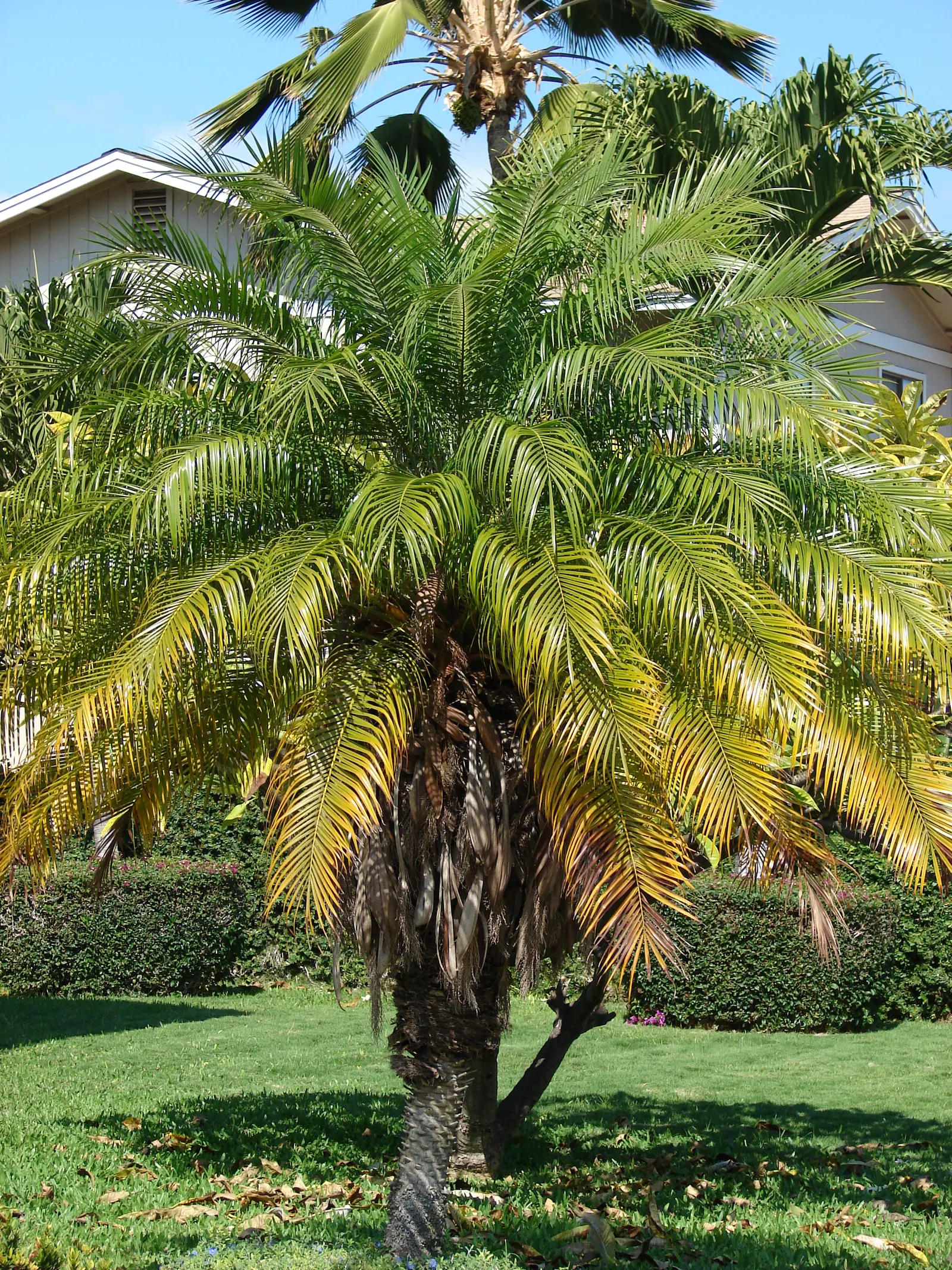 Pygmy Date Palm (Phoenix Roebelenii) — albeit mostly ornamental in this variety.<br><br>Suitable for USDA hardiness zones 9 to 11; palm for half or, image 71