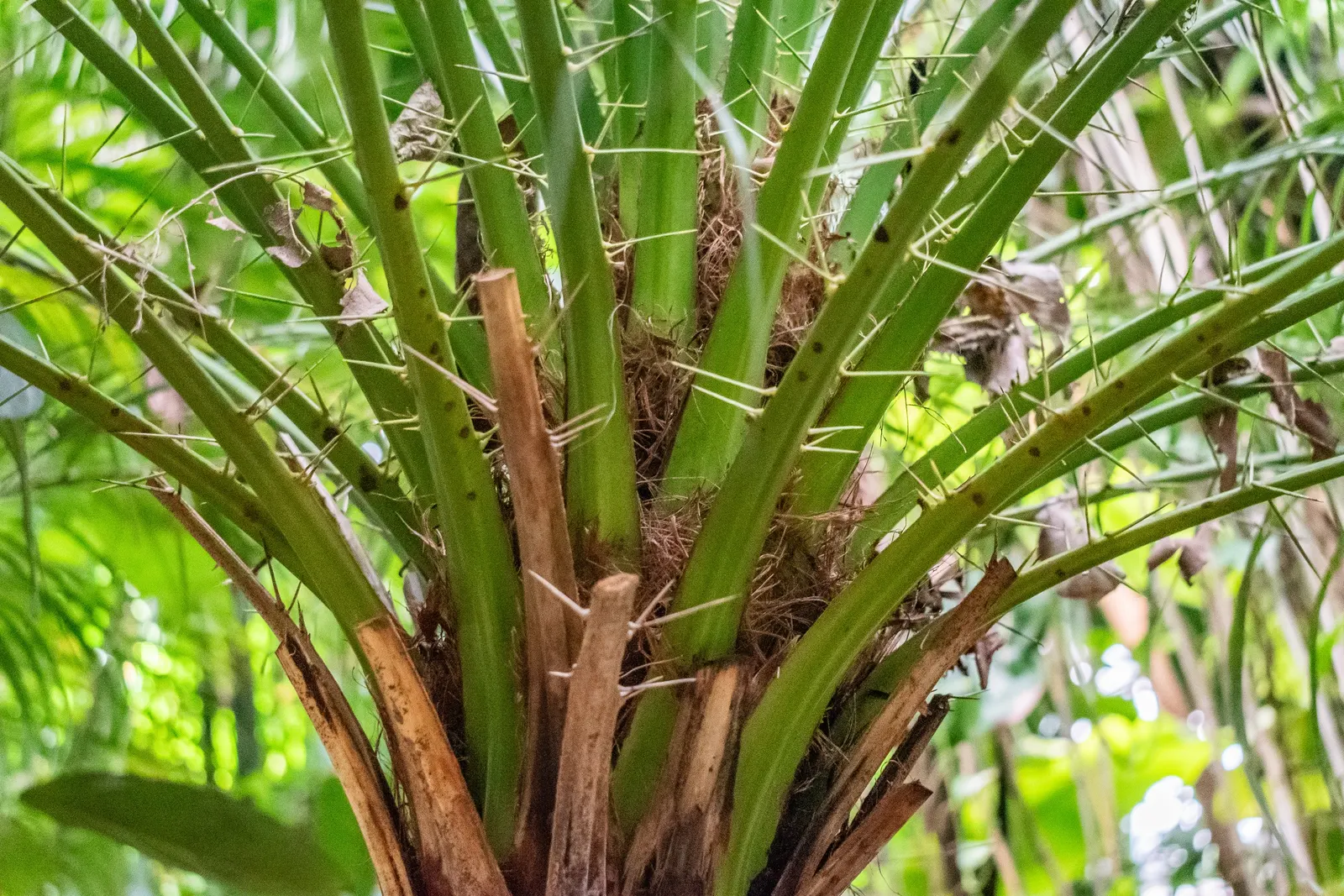 Pygmy Date Palm (Phoenix Roebelenii) — with a spread of 4 to 5 feet