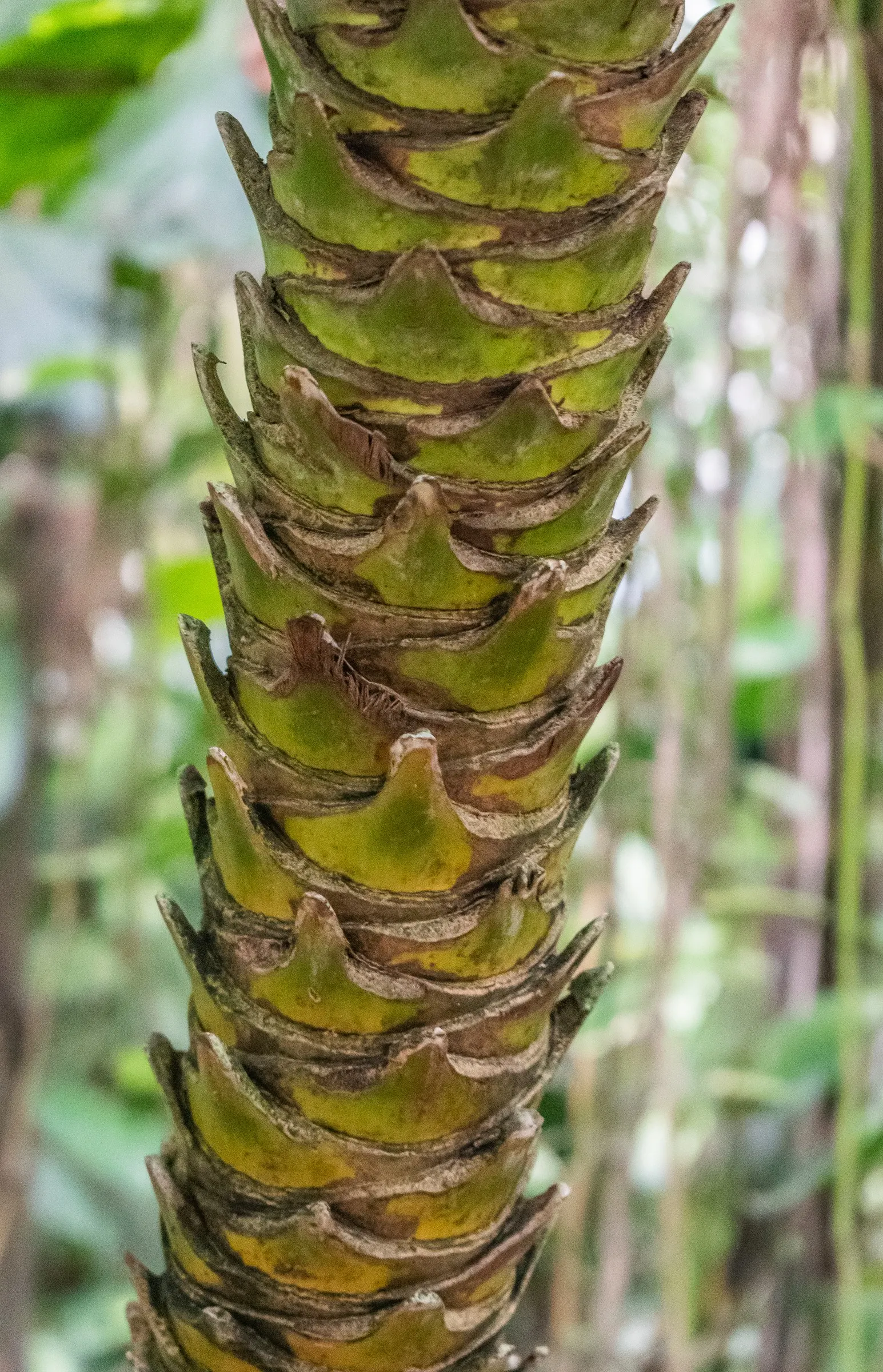 Pygmy Date Palm (Phoenix Roebelenii) — adding a layer of seasonal interest to the palm; occasionally followed by tiny dates, image 89