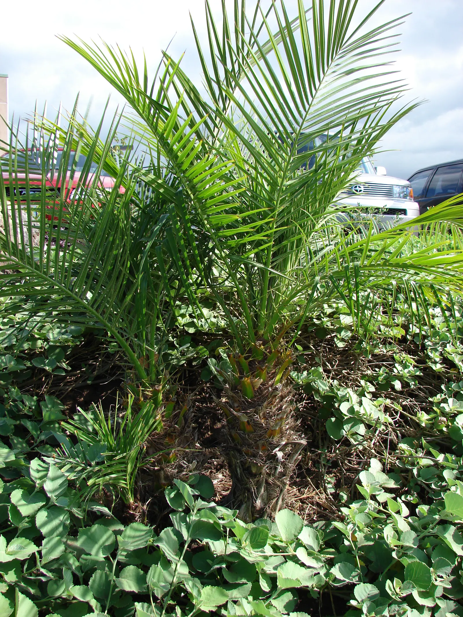 Pygmy Date Palm (Phoenix Roebelenii) — The Pygmy Date Palm (Phoenix roebelenii) is a dwarf palm, reaching heights of 6-10 ft with a spread of 4-5 ft