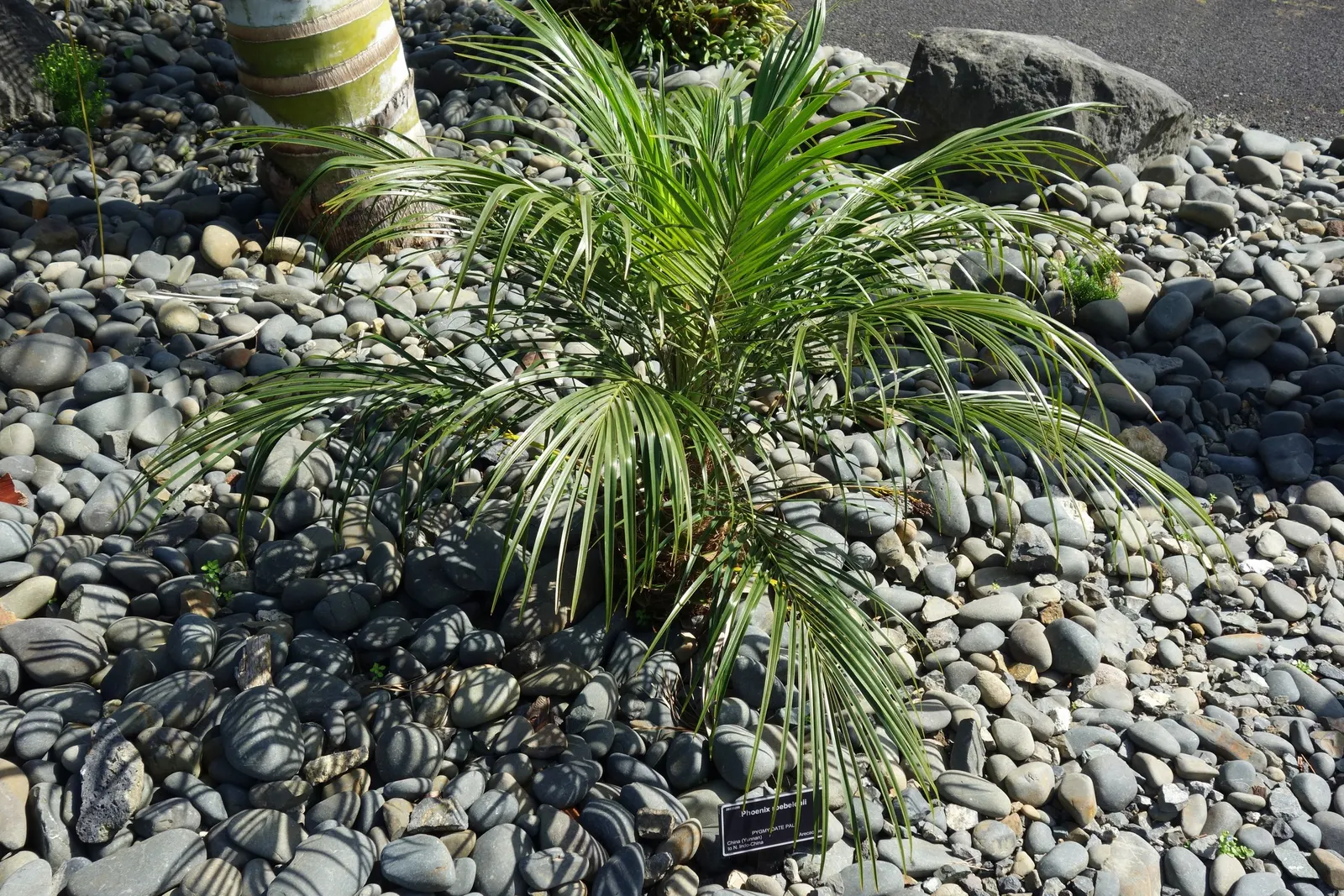 Pygmy Date Palm (Phoenix Roebelenii) — It is relatively low maintenance
