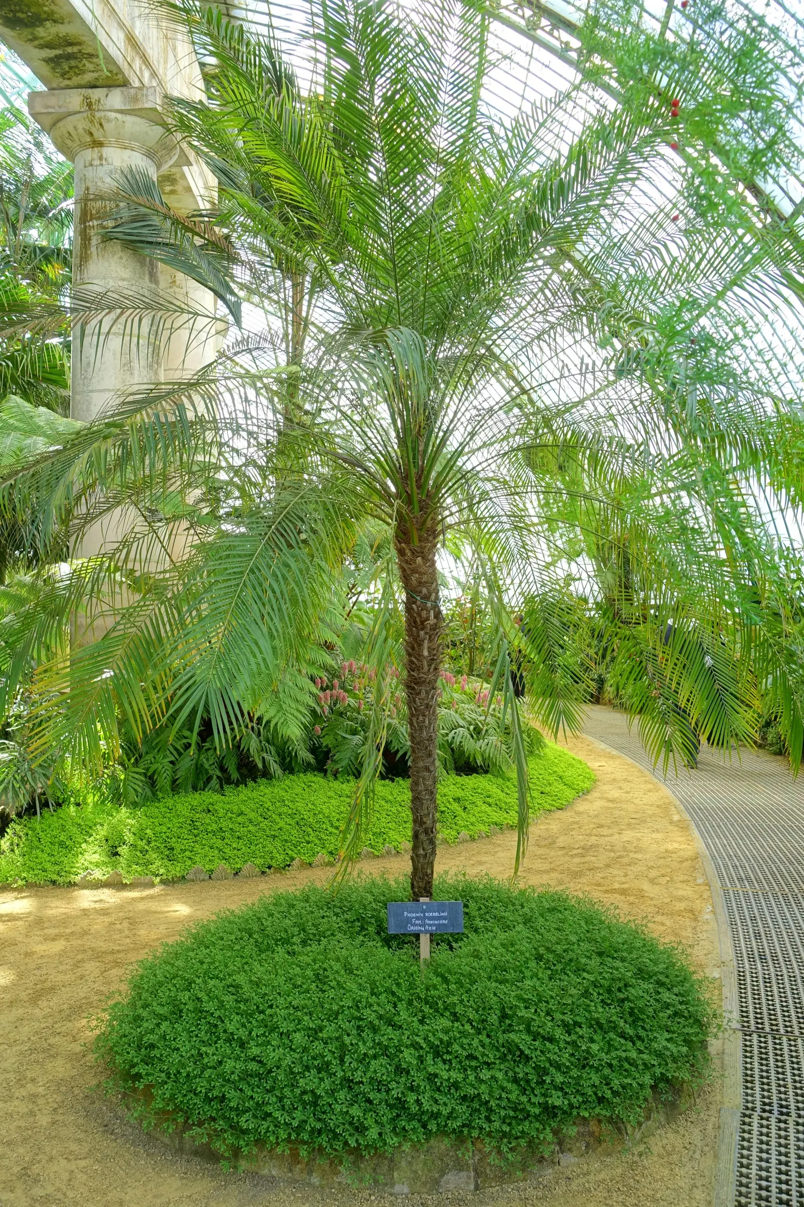 Pygmy Date Palm (Phoenix Roebelenii) — natural sway in accommodating winds, image 29