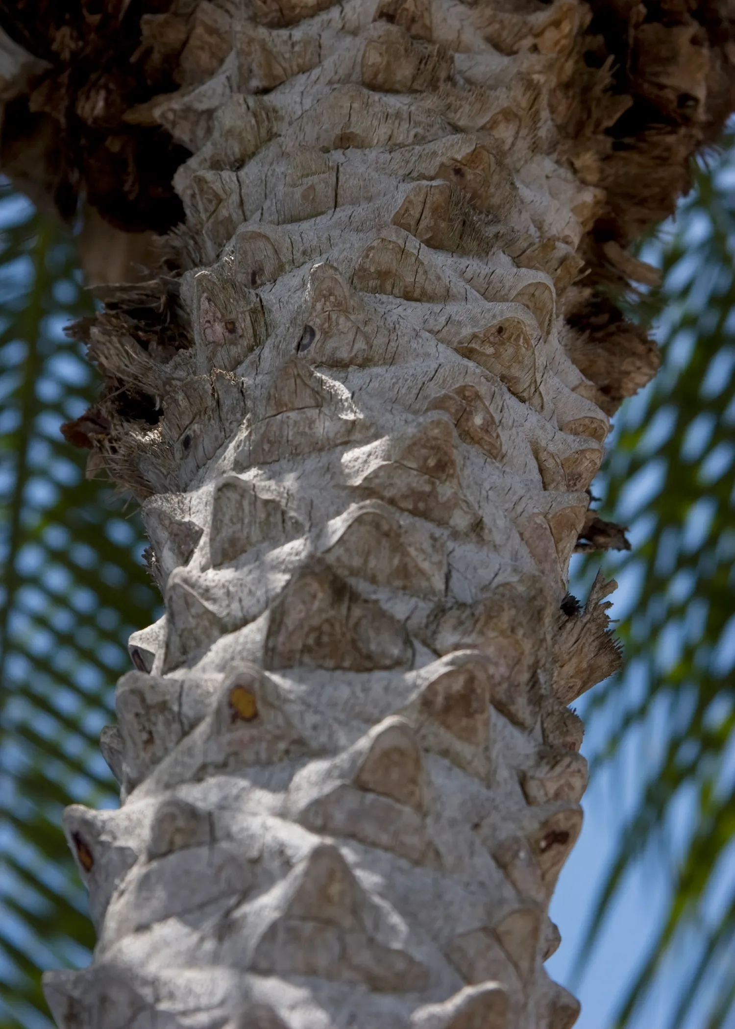 Pygmy Date Palm (Phoenix Roebelenii) — with a spread of 4 to 5 feet; arching fronds can grow up to 3 feet long and are supported by slender, image 45