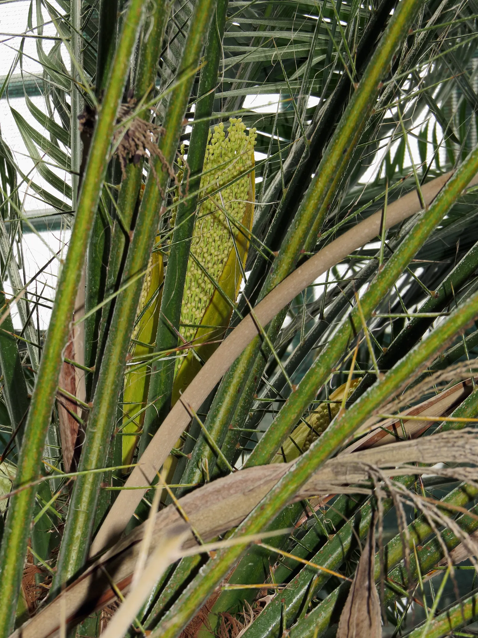 Pygmy Date Palm (Phoenix Roebelenii) — albeit mostly ornamental in this variety.<br><br>Suitable for USDA hardiness zones 9 to 11; palm for half or, image 90