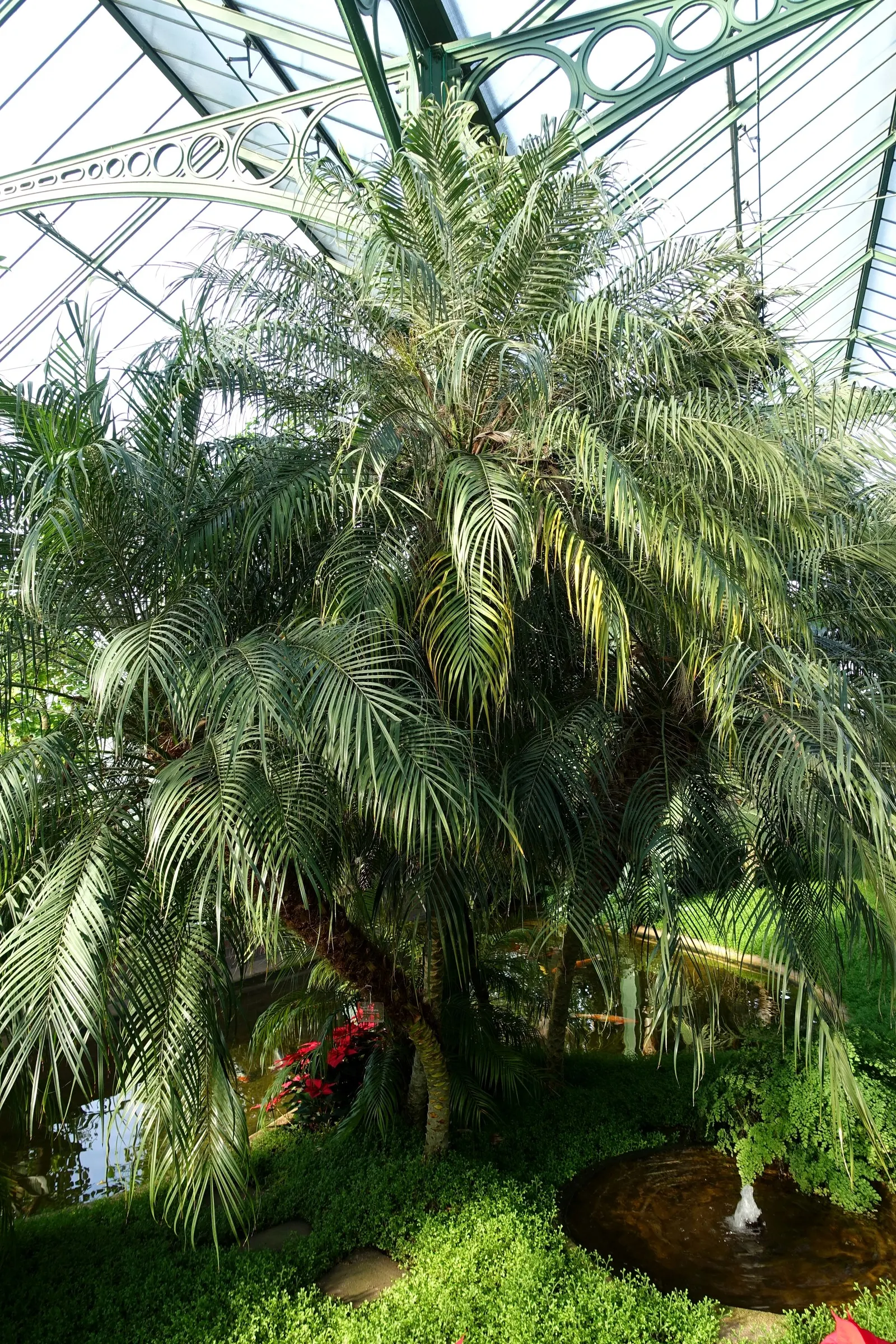 Pygmy Date Palm (Phoenix Roebelenii) — arching fronds can grow up to 3 feet long and are supported by slender