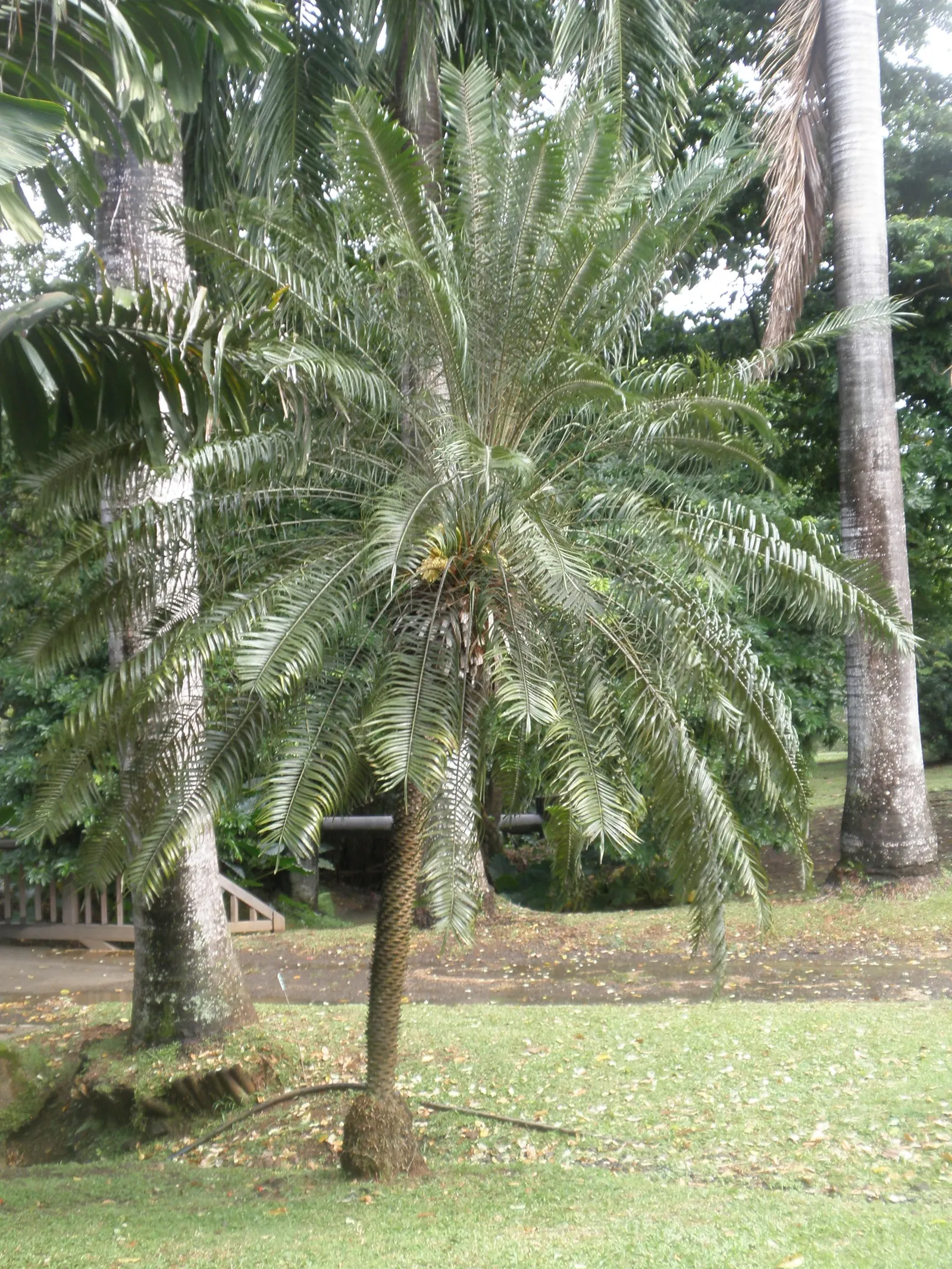 Pygmy Date Palm (Phoenix Roebelenii) — Once established, it's drought-tolerant but does best with regular watering during extended dry periods, image 54