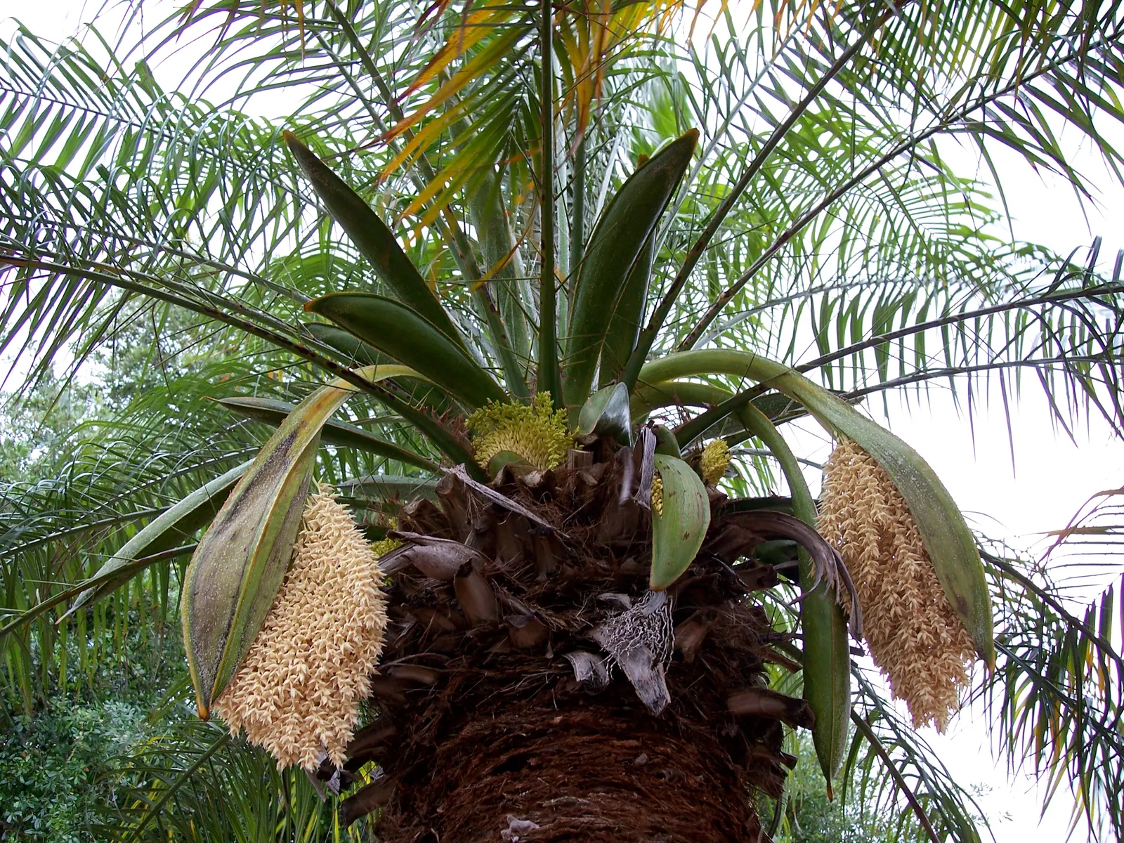 Pygmy Date Palm (Phoenix Roebelenii) — The Pygmy Date Palm (Phoenix roebelenii) is a dwarf palm, reaching heights of 6-10 ft with a spread of 4-5 ft, image 39