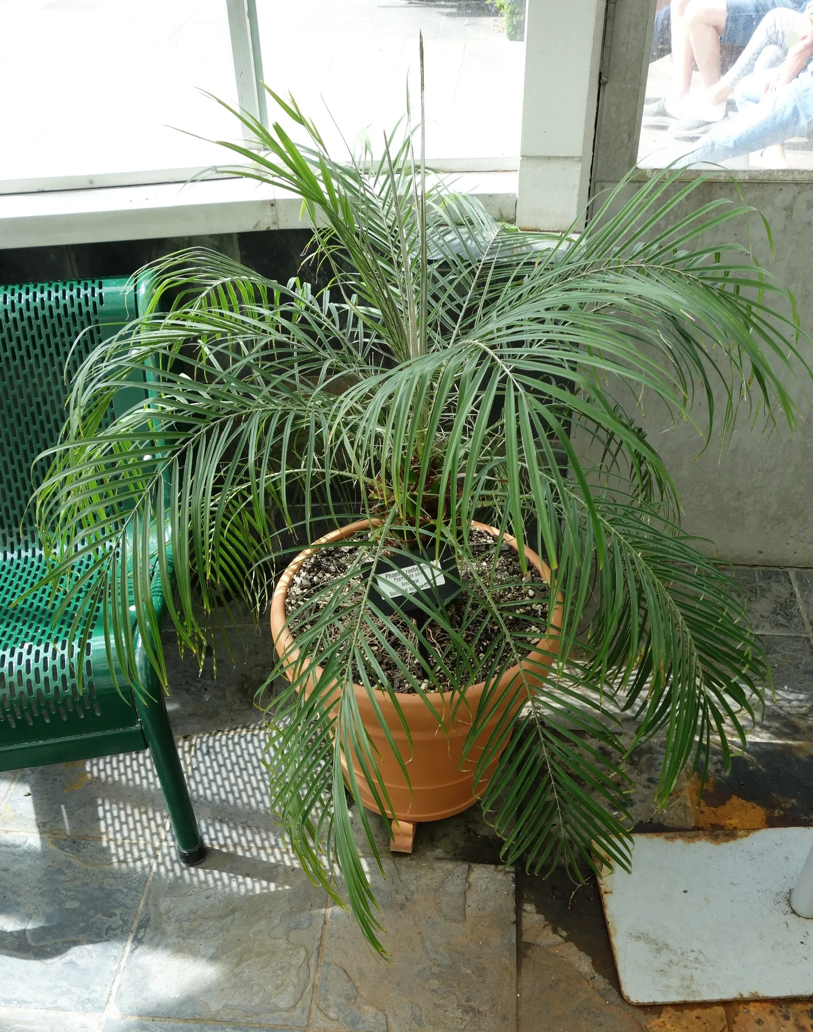 Pygmy Date Palm (Phoenix Roebelenii) — The Pygmy Date Palm (Phoenix roebelenii) is a dwarf palm, reaching heights of 6-10 ft with a spread of 4-5 ft, image 20