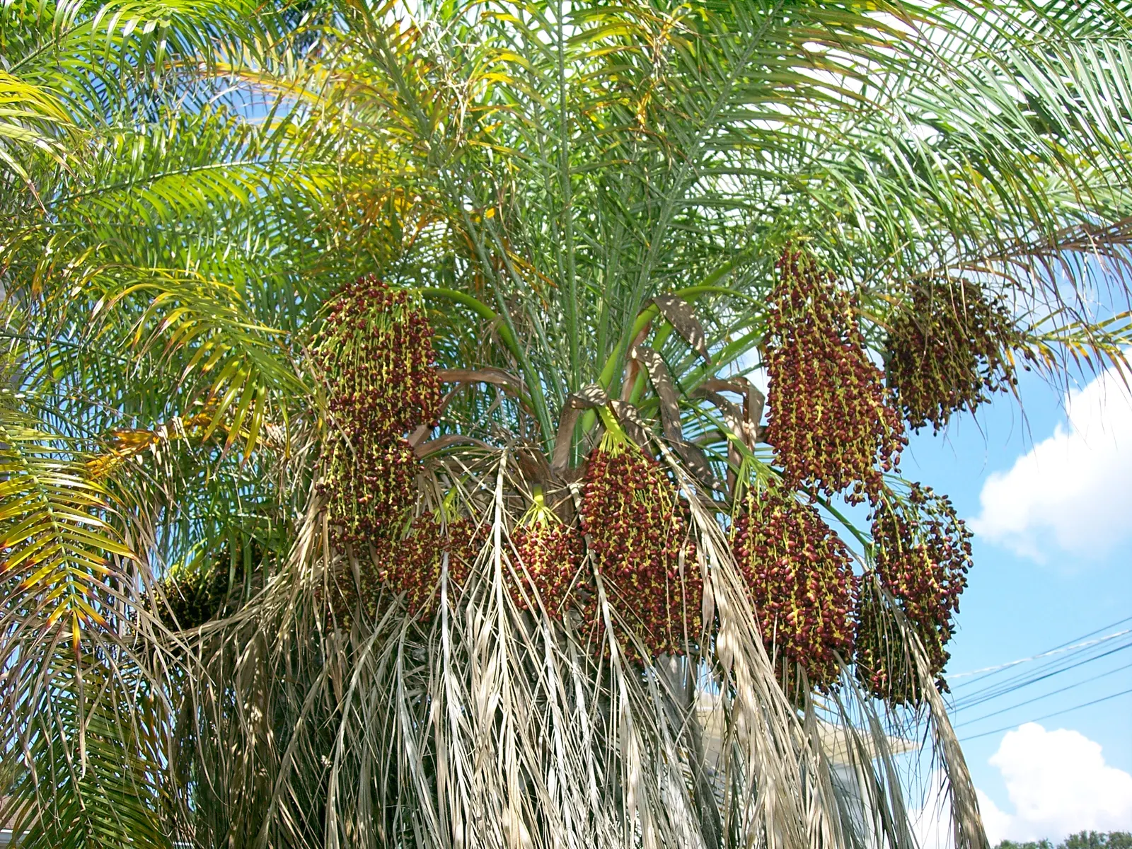 Pygmy Date Palm (Phoenix Roebelenii) — Its delicate, feathery fronds arch gracefully and it often features a slender, single trunk