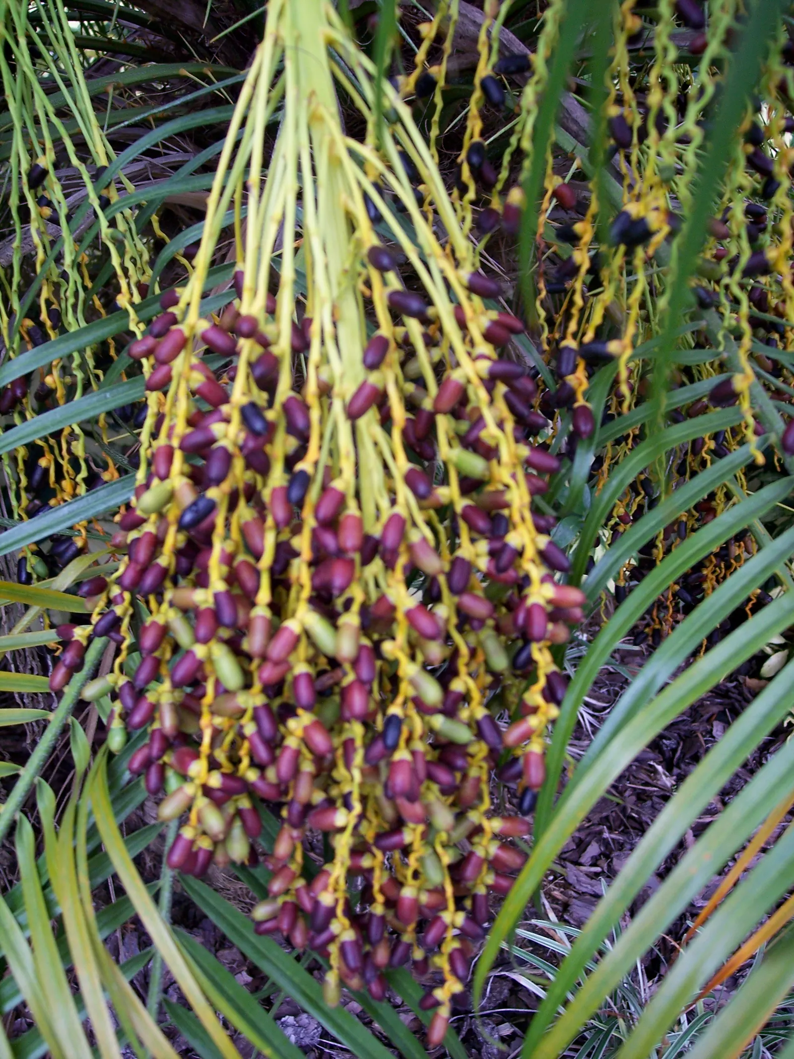 Pygmy Date Palm (Phoenix Roebelenii) — natural sway in accommodating winds, image 48