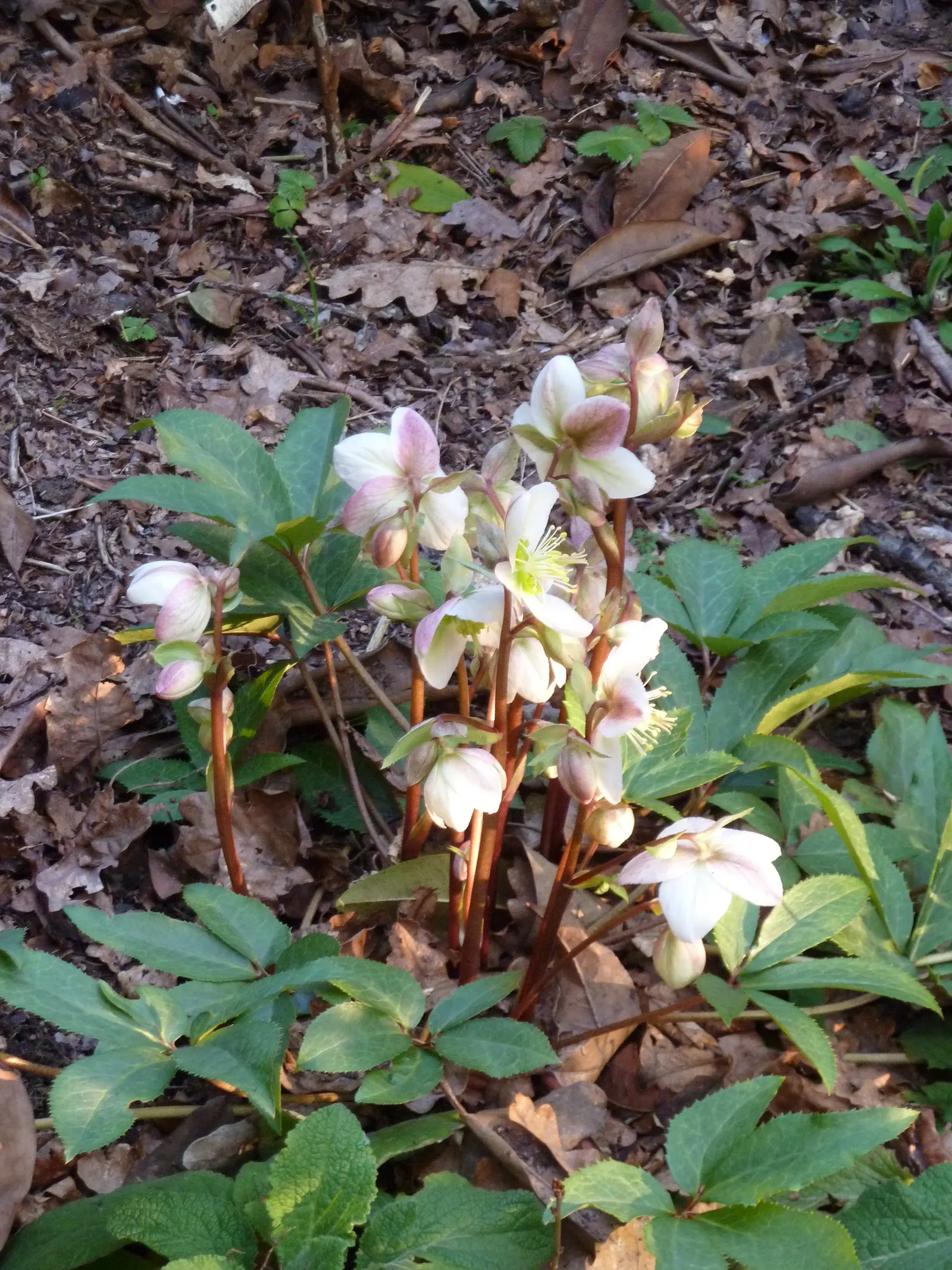 Hybrid Helleborus Or Hellebore (Helleborus Hybrids) — Typically, they reach 1-1.5 feet in height and spread up to 2 feet