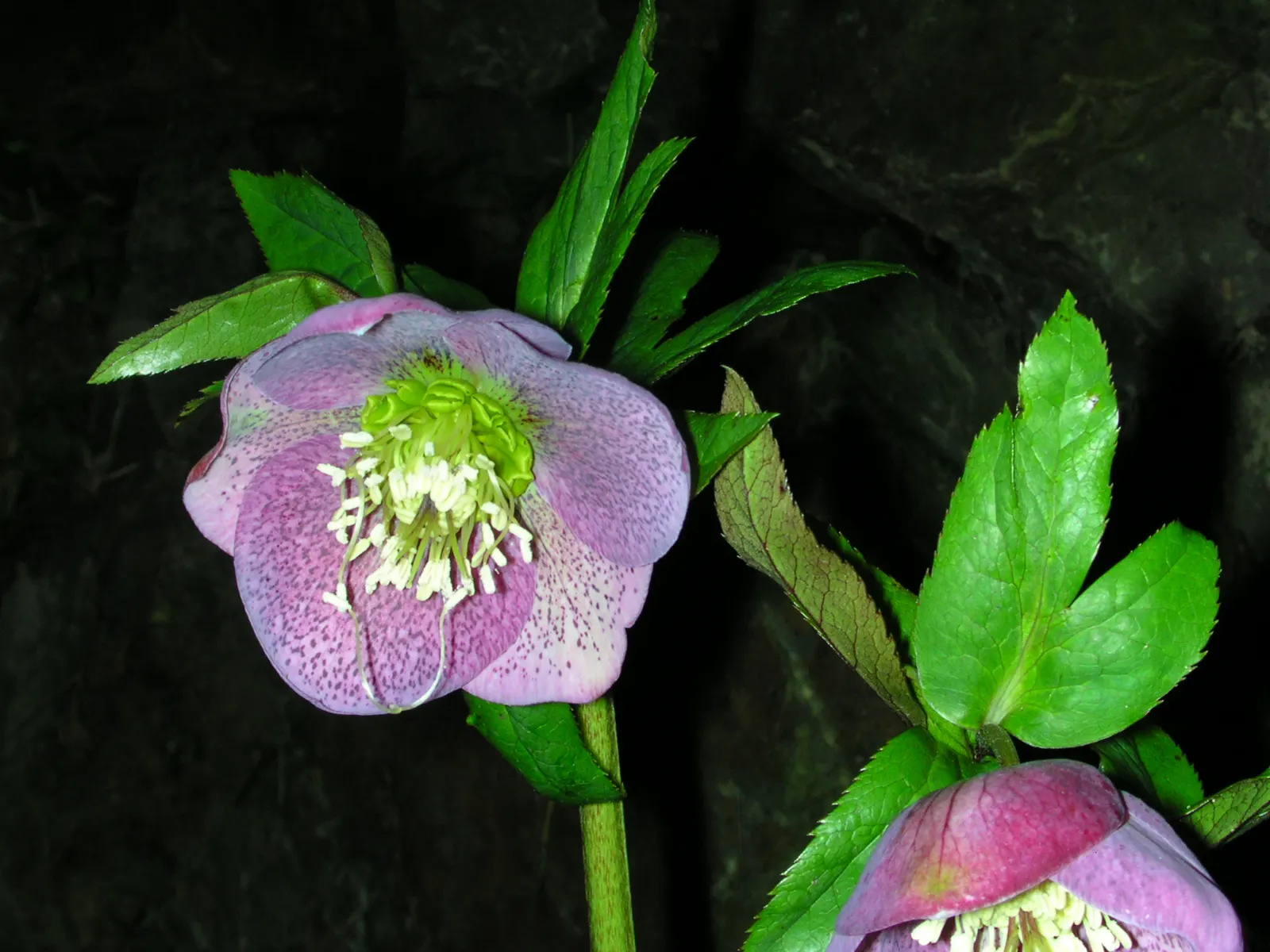 Hybrid Helleborus Or Hellebore (Helleborus Hybrids) — dark green leaves divided into 7 to 9 toothed