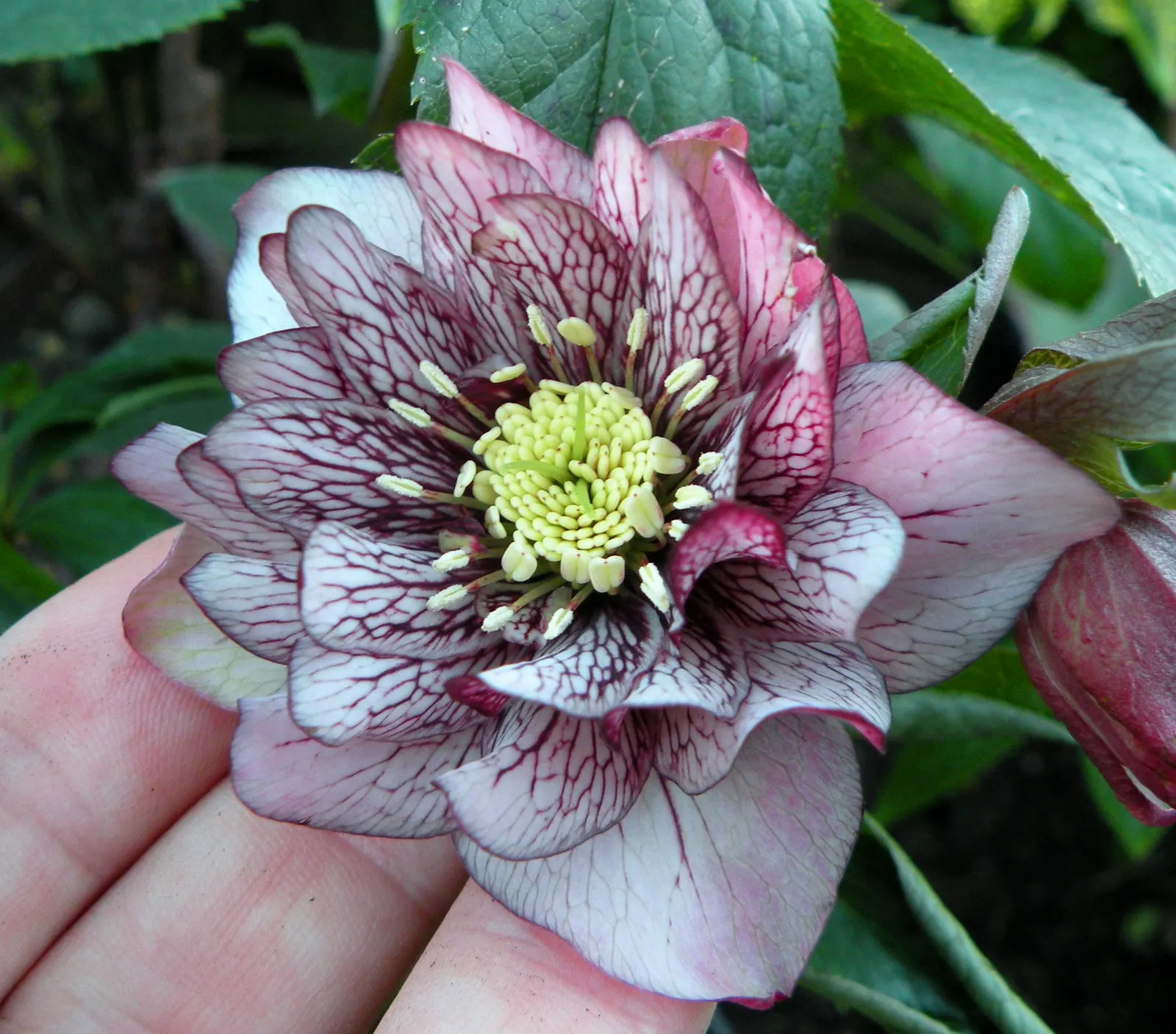 Hybrid Helleborus Or Hellebore (Helleborus Hybrids) — is an essential plant for adding winter interest to temperate gardens