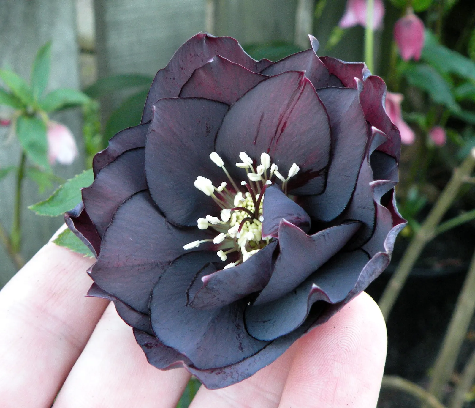 Hybrid Helleborus Or Hellebore (Helleborus Hybrids) — establishing itself as a mid-sized ground cover.<br><br>Its foliage presents as leathery