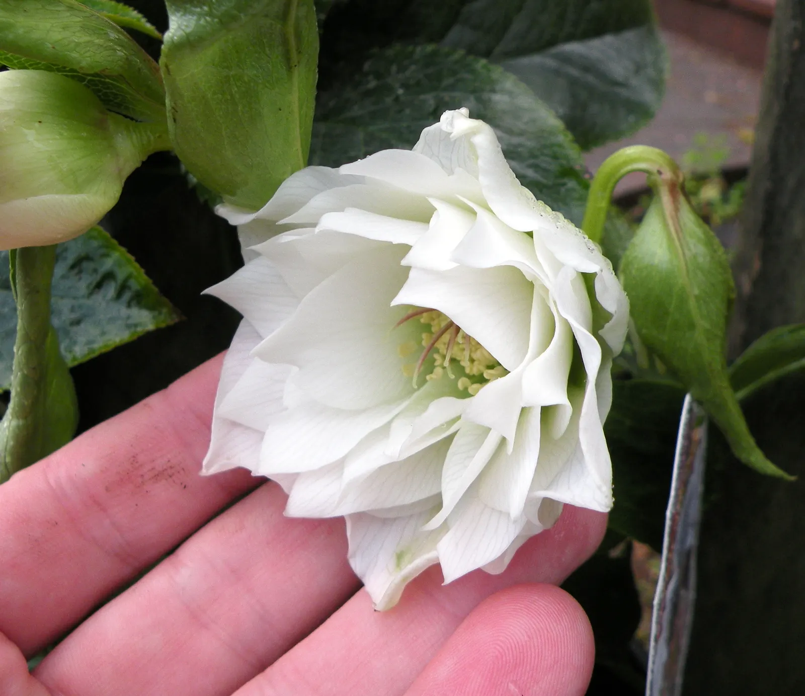 Hybrid Helleborus Or Hellebore (Helleborus Hybrids) — As a member of the Ranunculaceae family, it is known for its robust nature and early-season blooms