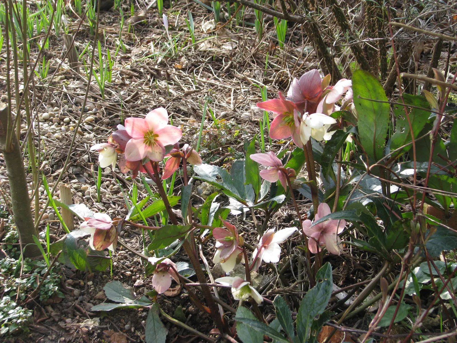Hybrid Helleborus Or Hellebore (Helleborus Hybrids) — nodding flowers that range from 2 to 3 inches in diameter