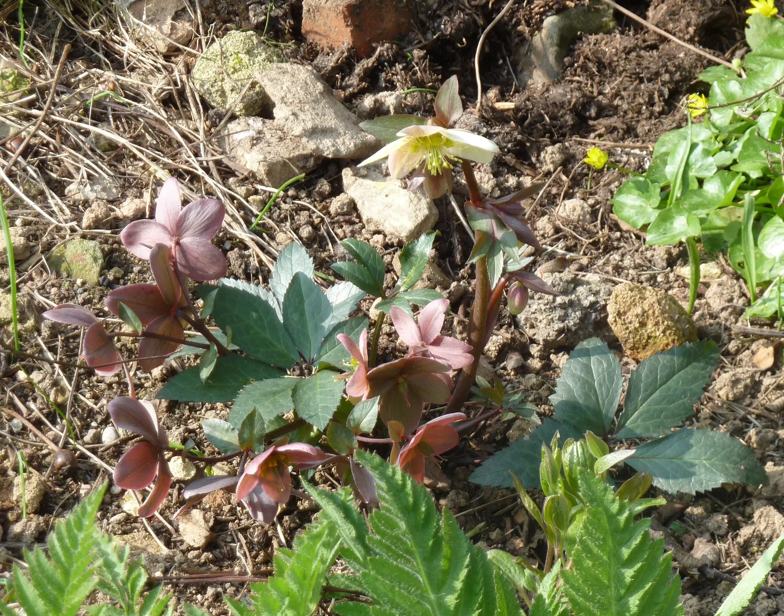 Hybrid Helleborus Or Hellebore (Helleborus Hybrids) — Hybrid Hellebores (Helleborus hybrids) are cherished for their early blooming