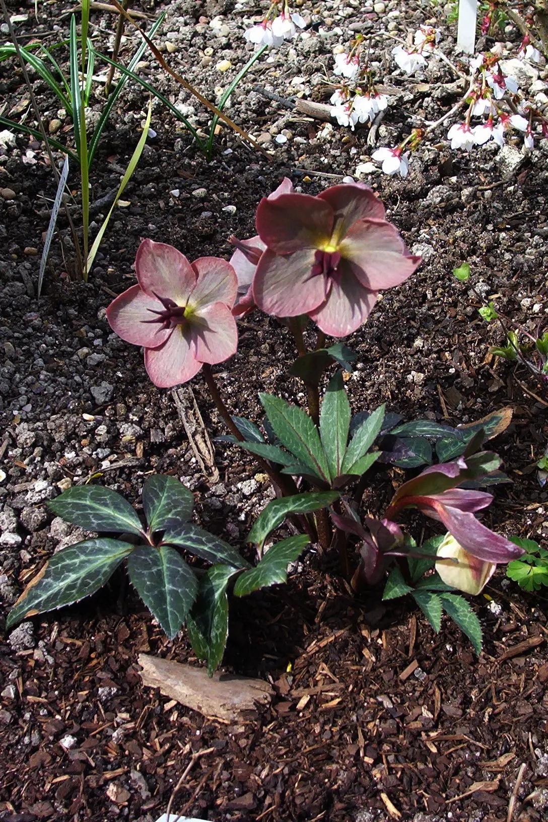 Hybrid Helleborus Or Hellebore (Helleborus Hybrids) — scientifically recognized as Helleborus x hybridus