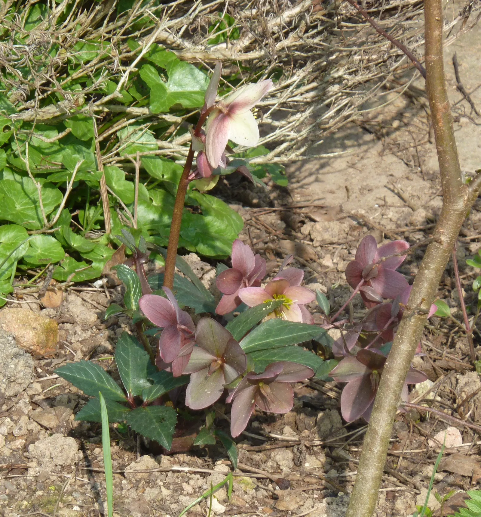 Hybrid Helleborus Or Hellebore (Helleborus Hybrids) — making them an excellent choice for understory plantings and woodland gardens