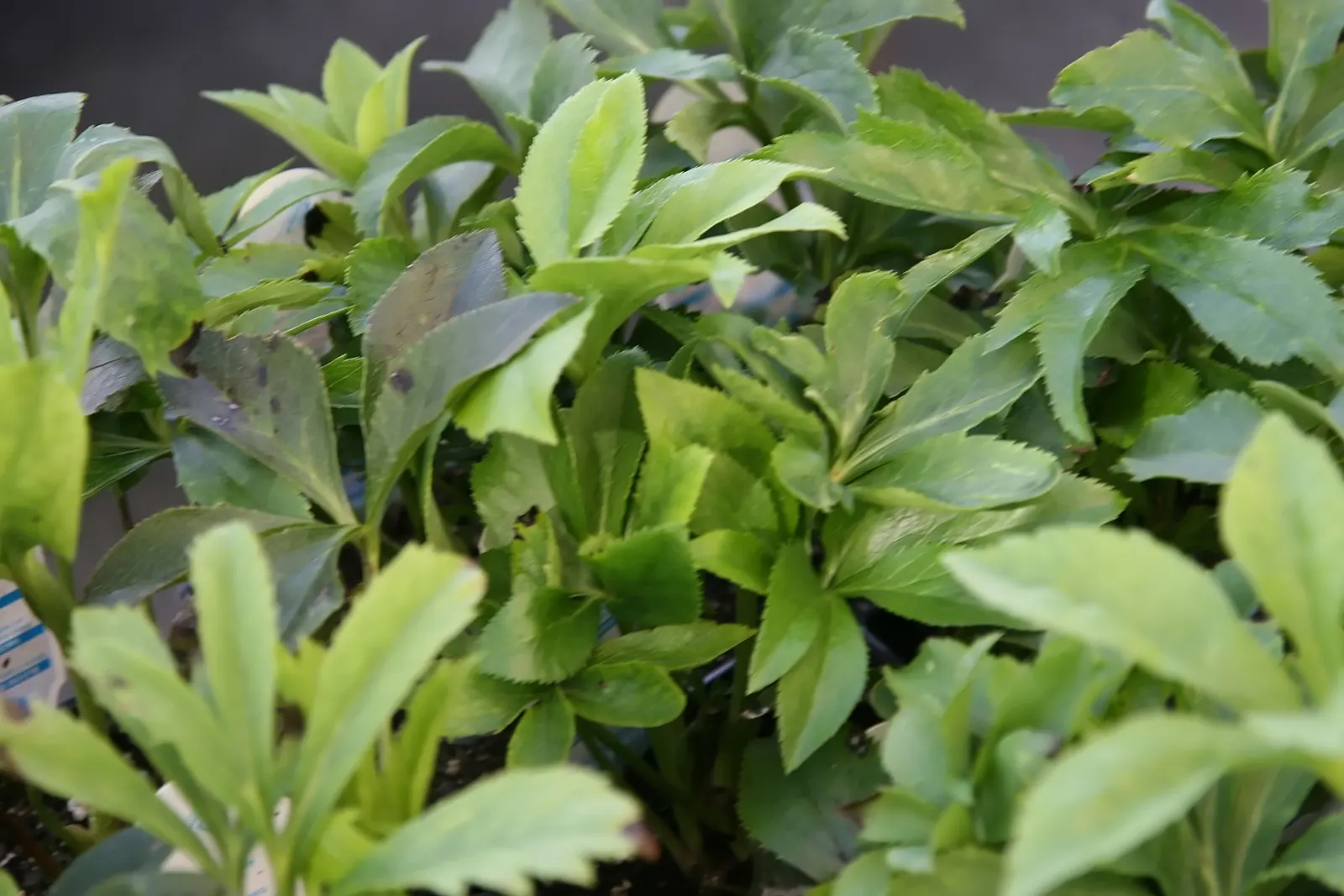 Hybrid Helleborus Or Hellebore (Helleborus Hybrids) — These evergreen leaves can persist throughout the year